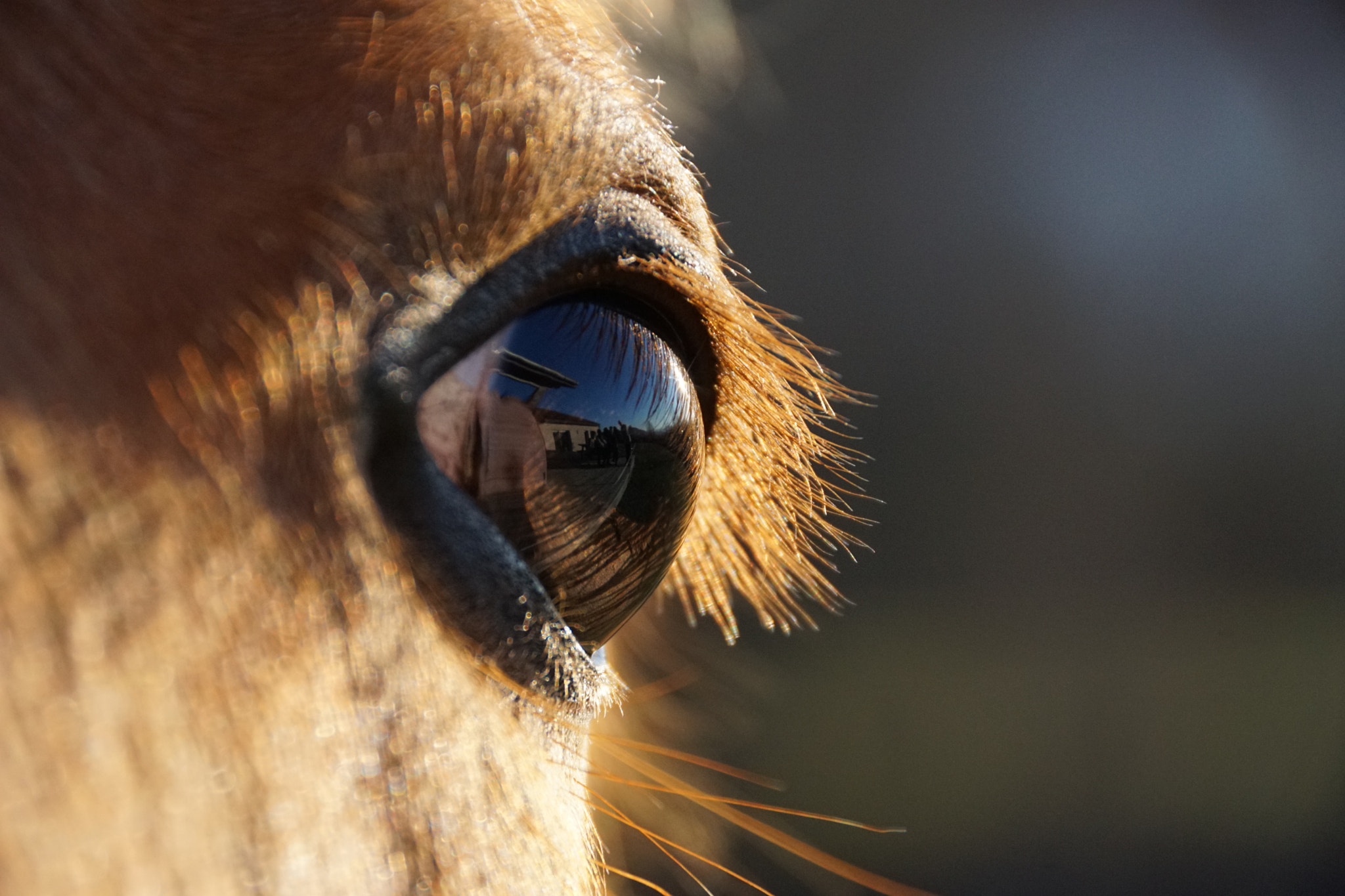 Sony DT 18-250mm F3.5-6.3 sample photo. Farah (l'oeil) photography