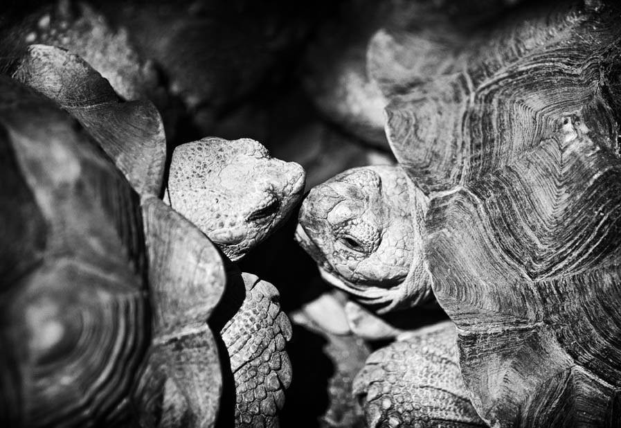 Sigma 85mm F1.4 EX DG HSM sample photo. Turtle's kiss photography