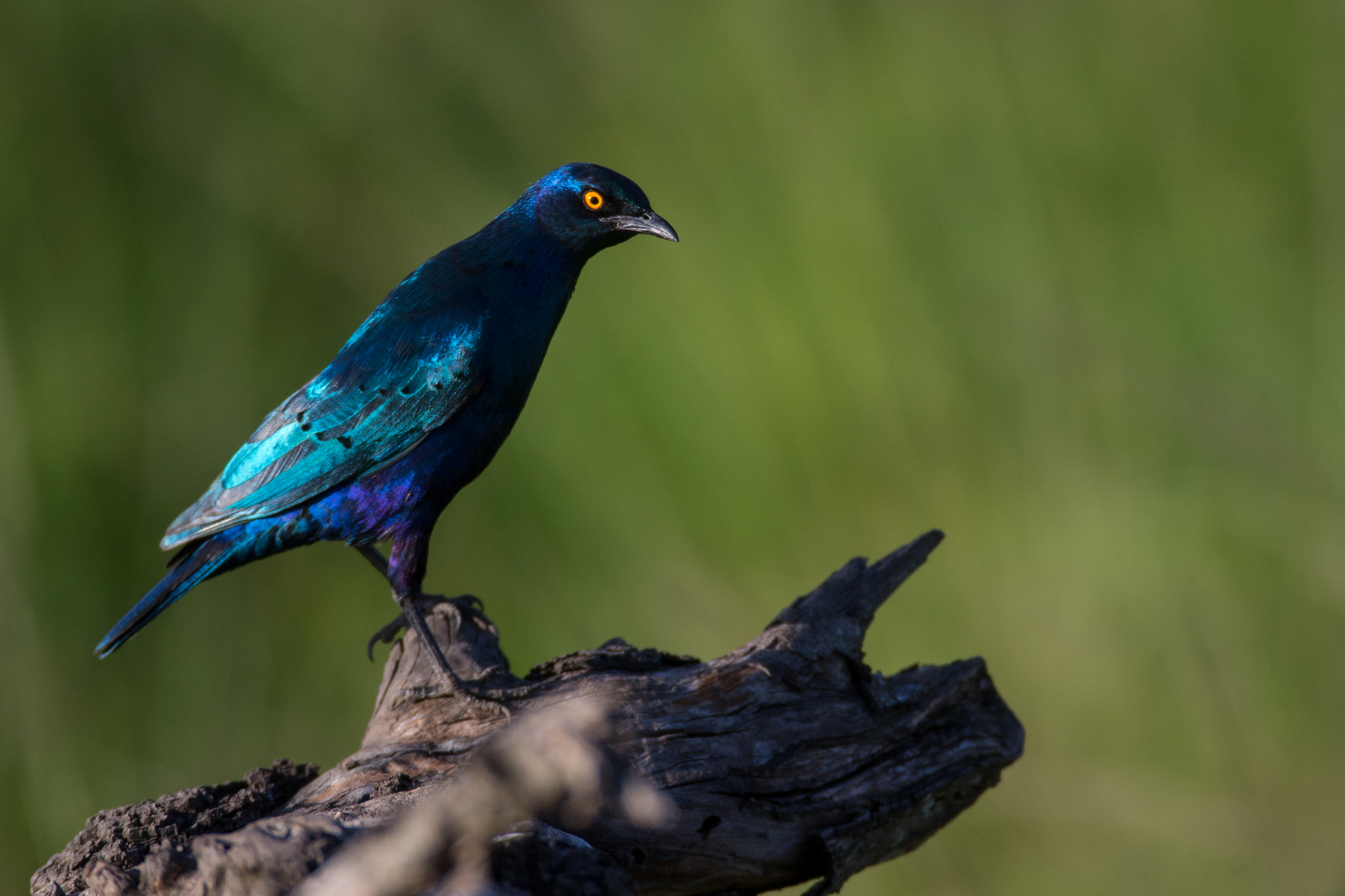 Canon EF 600mm F4L IS USM sample photo. Blue photography