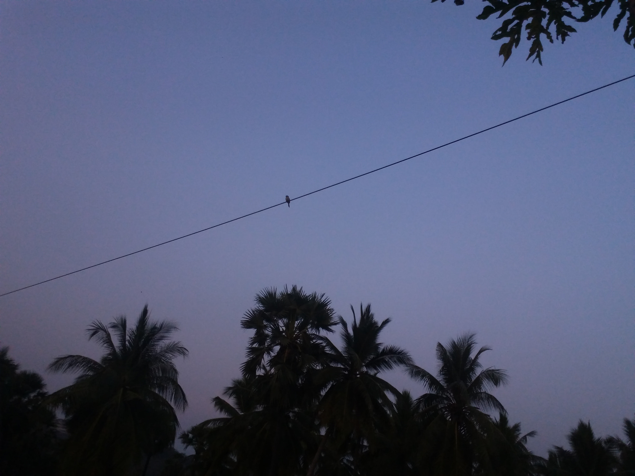 Samsung Galaxy On7 sample photo. Alone bird  on the wire photography
