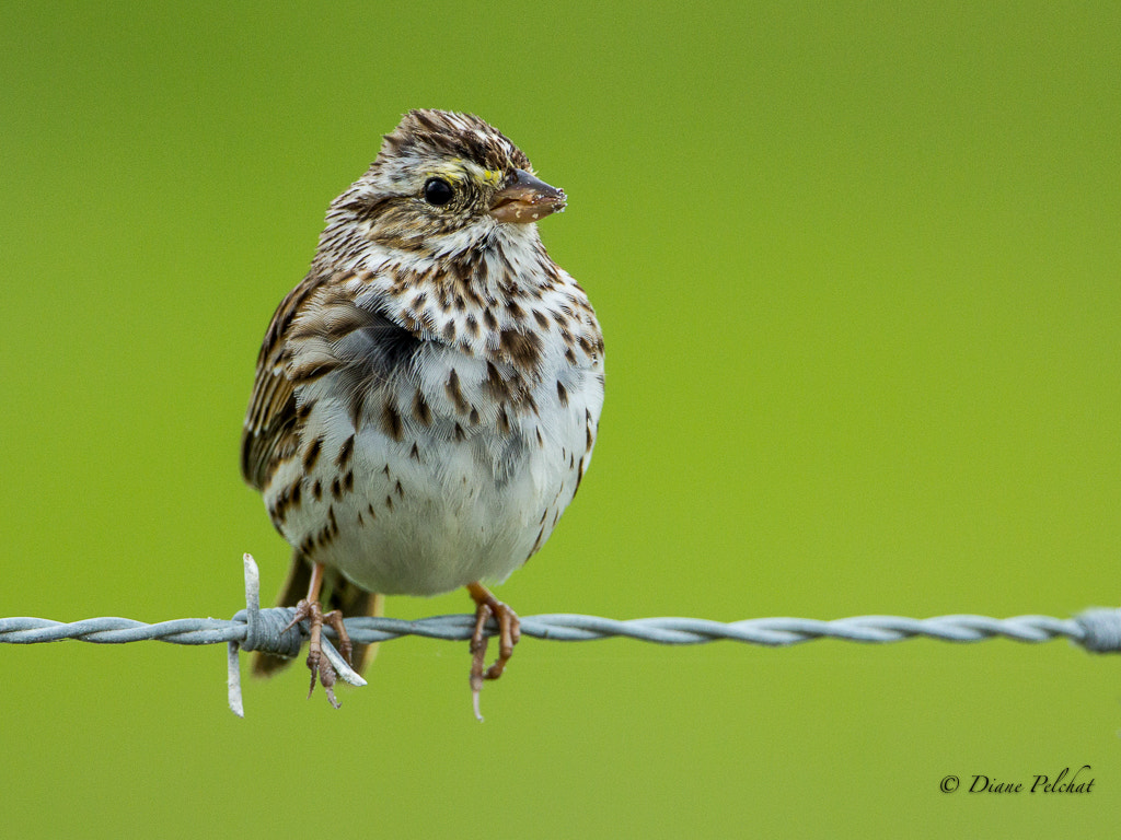 Canon EOS 60D + Canon EF 300mm F2.8L IS II USM sample photo. Savannah sparrow photography