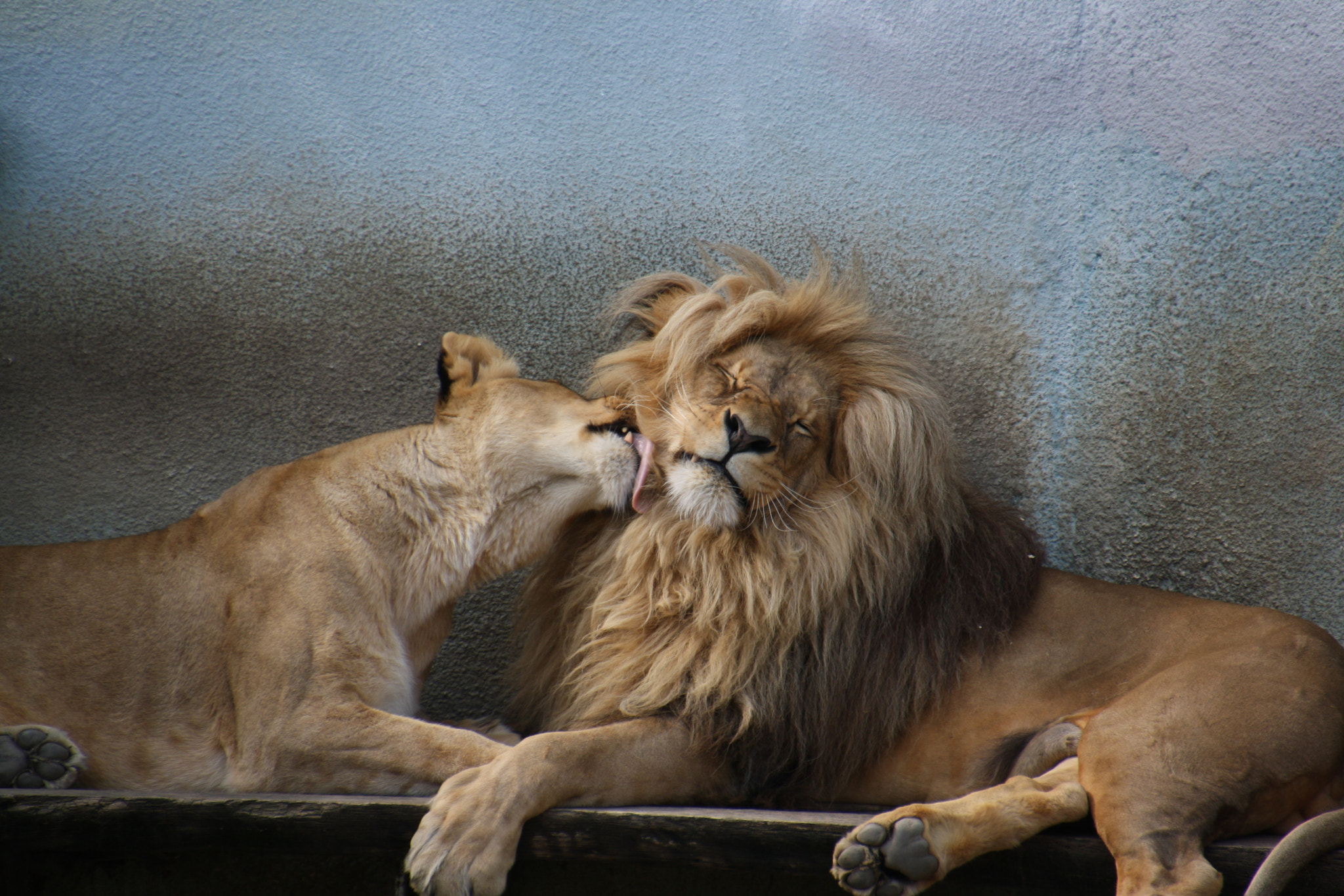 Canon EOS 1000D (EOS Digital Rebel XS / EOS Kiss F) sample photo. Lionlove photography