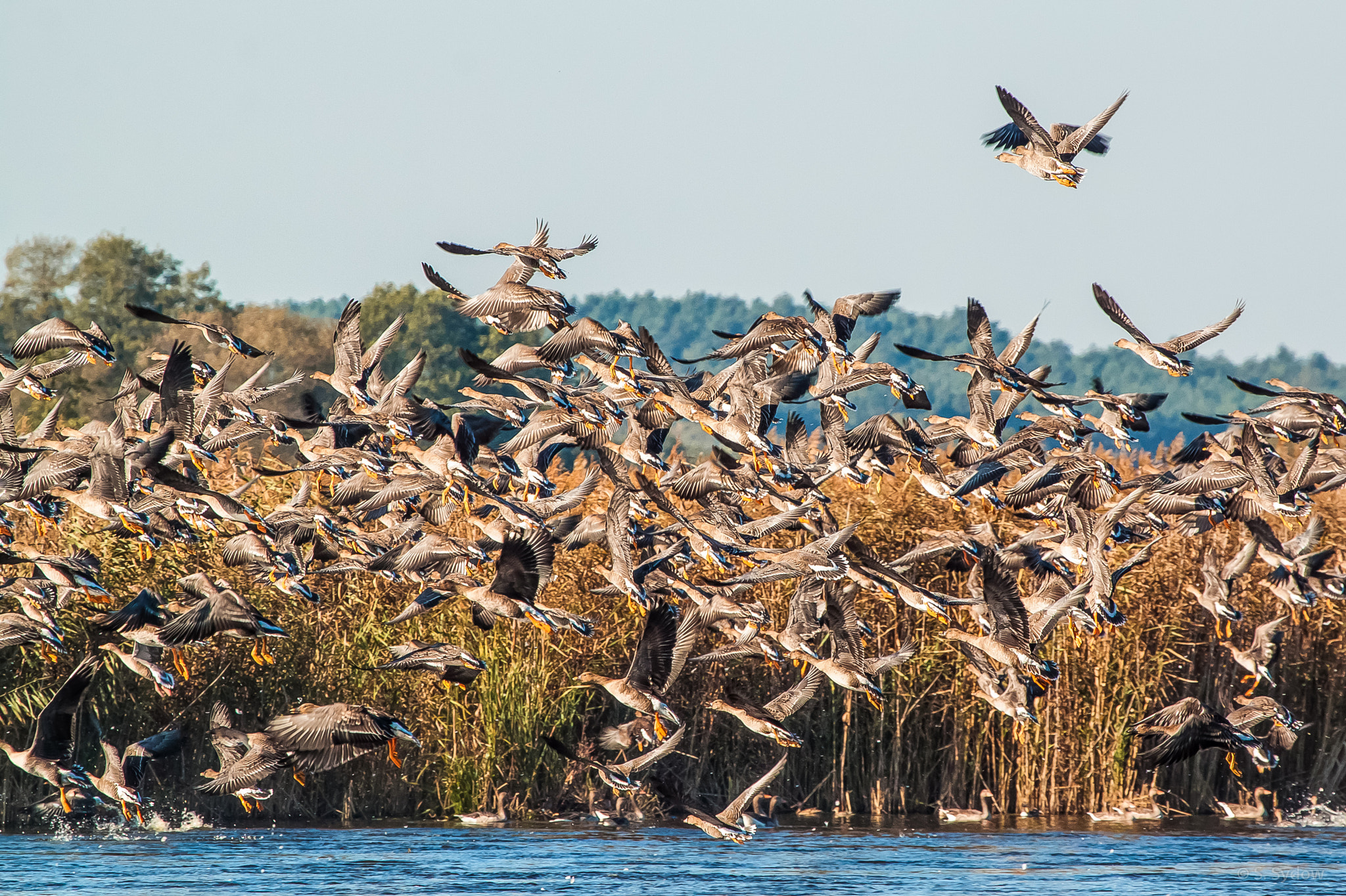 Canon EF 100-400mm F4.5-5.6L IS USM sample photo. Wild geese photography