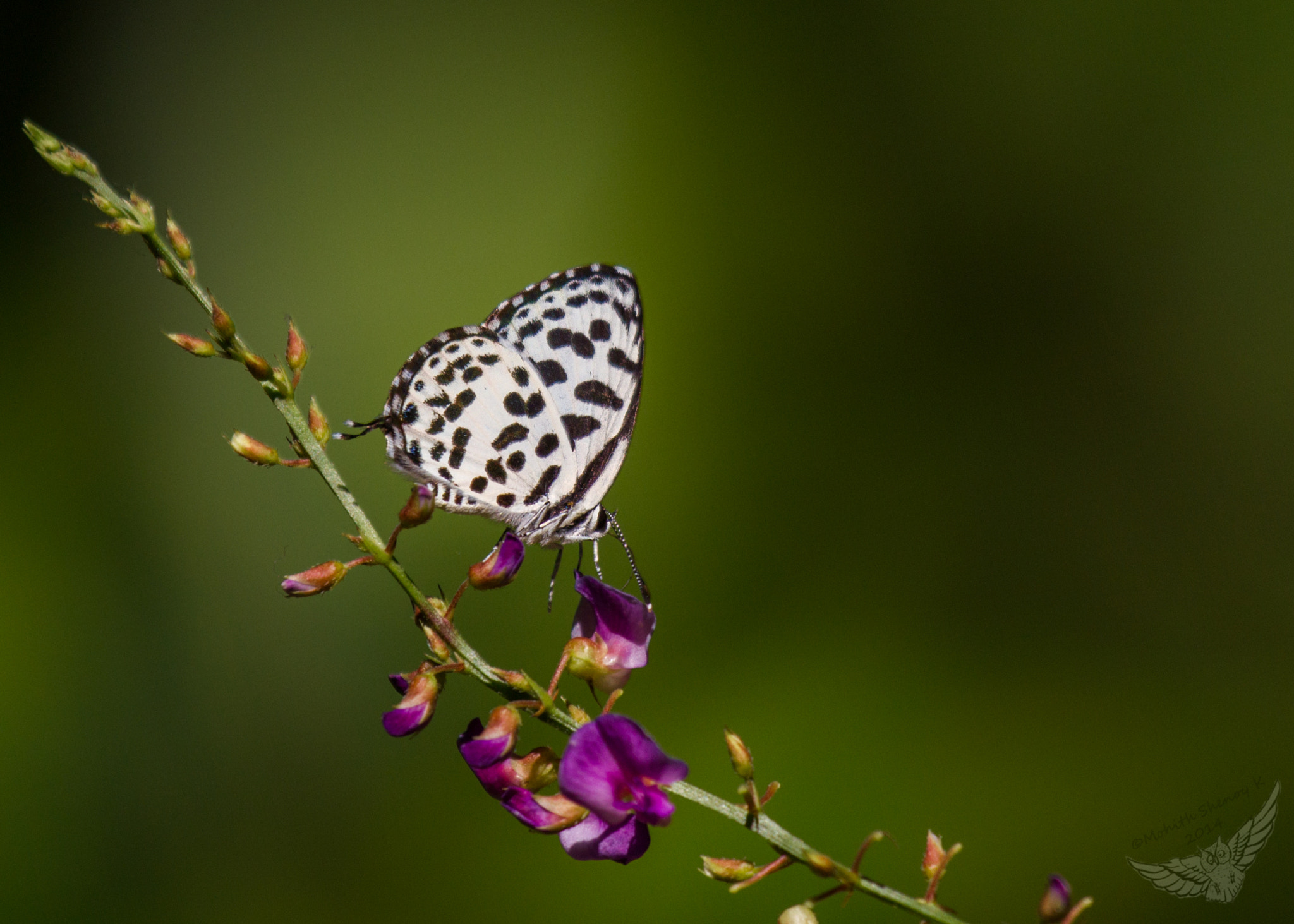 Canon EF 100-400mm F4.5-5.6L IS USM sample photo. Common cerulean photography