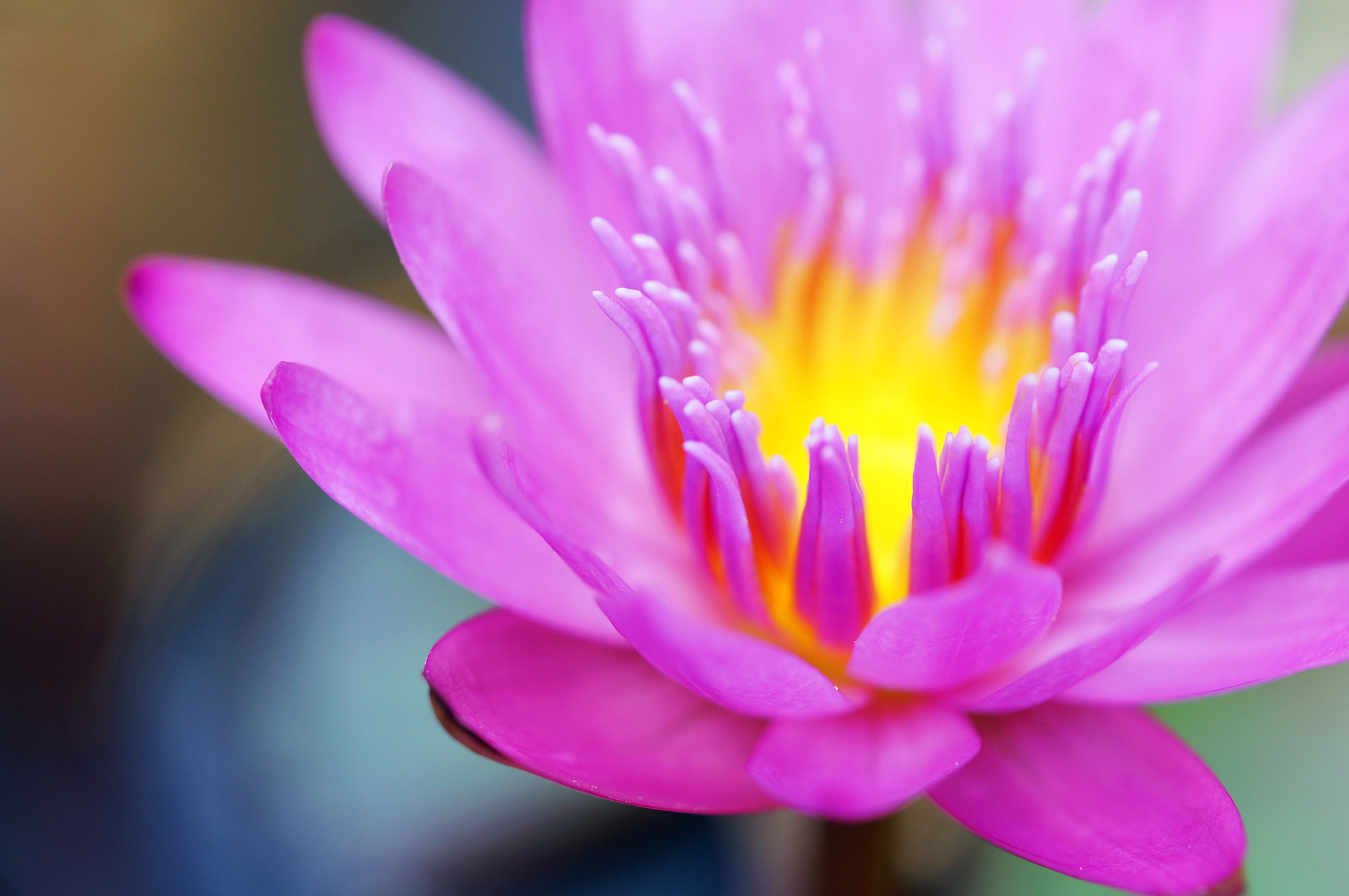 Sony Alpha NEX-6 + Sony FE 90mm F2.8 Macro G OSS sample photo. Water lily photography