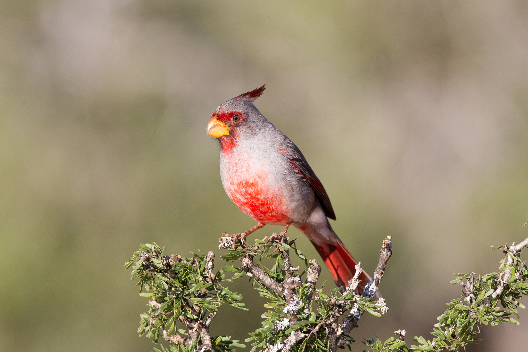 Canon EOS-1D Mark IV + Canon EF 600mm f/4L IS sample photo. Pyrrhuyloxia photography