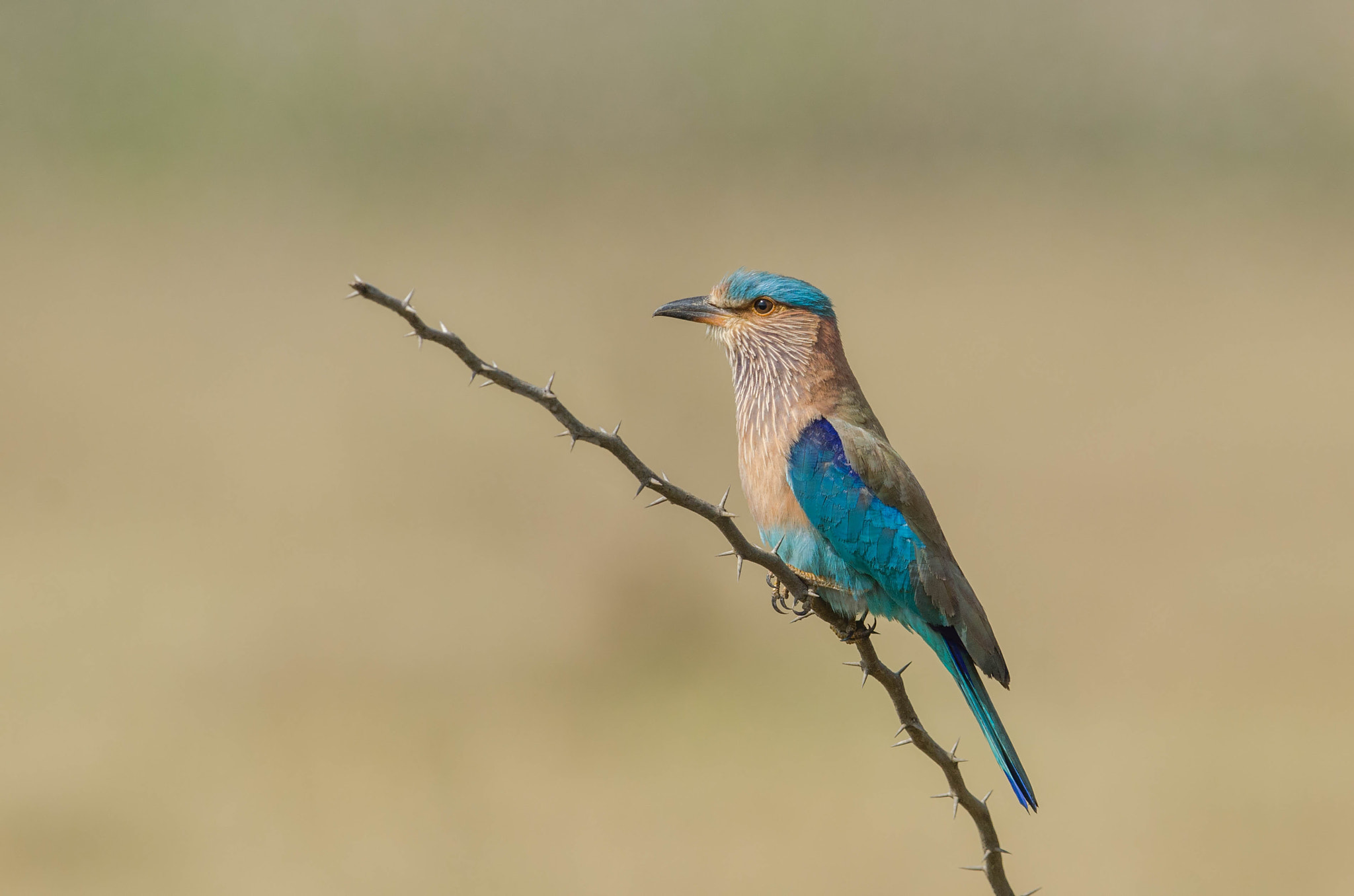 Nikon D7000 + Nikon AF-S Nikkor 500mm F4G ED VR sample photo. Indian roller photography