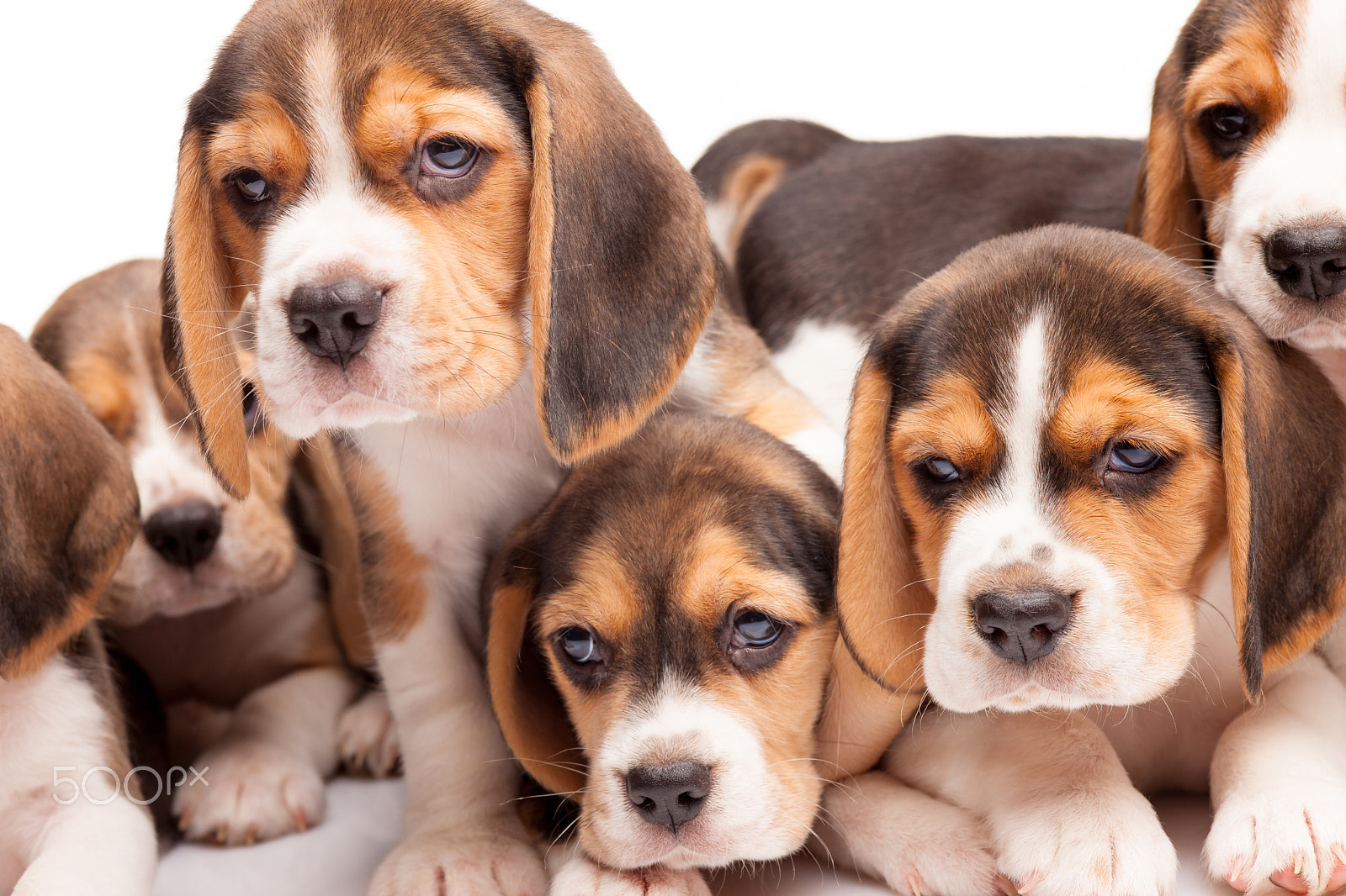 Canon EOS-1Ds Mark III + ZEISS Makro-Planar T* 100mm F2 sample photo. Beagle puppies on white background photography