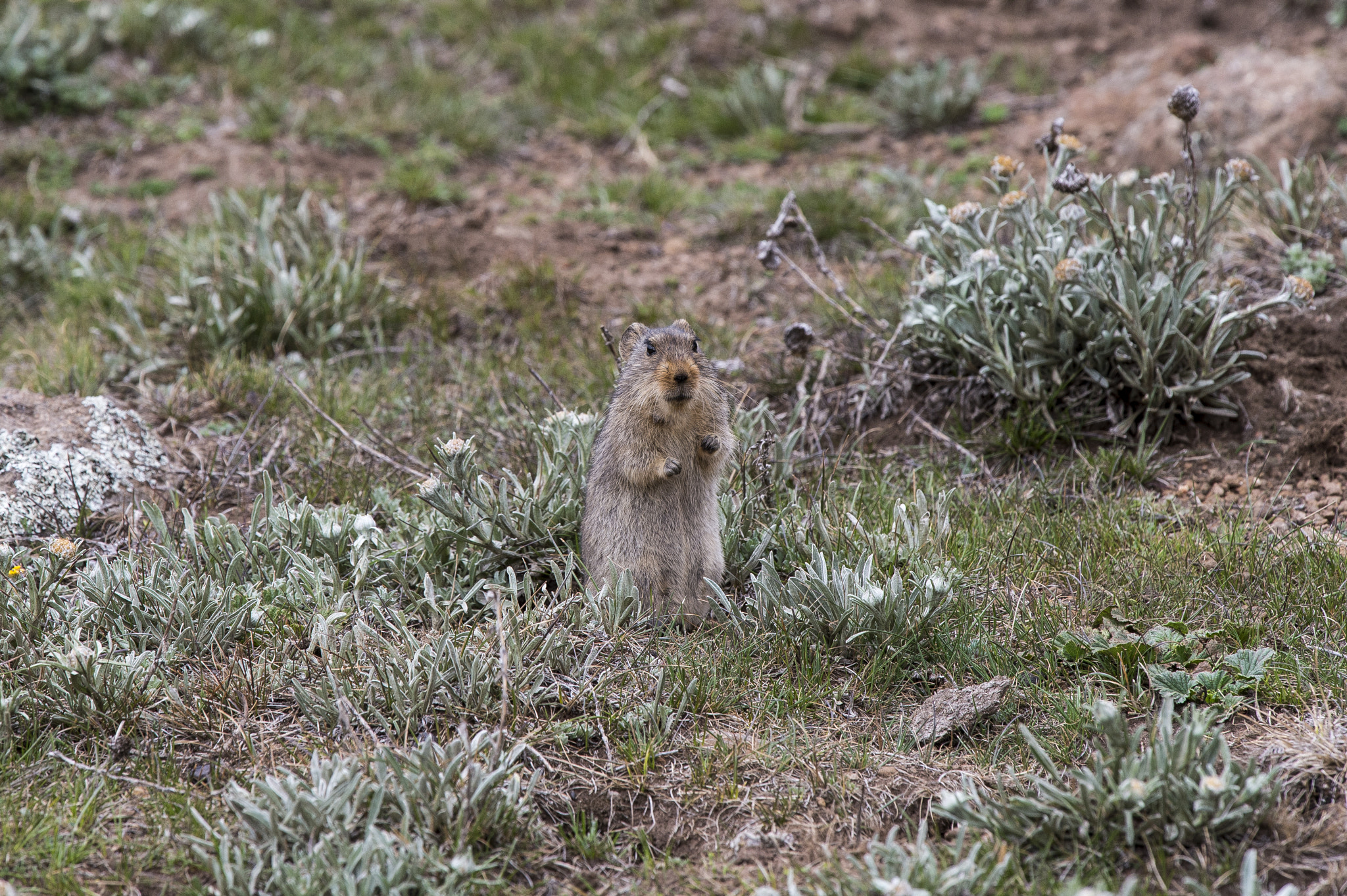 Nikon Nikkor AF-S 300mm F4E PF ED VR sample photo. Rock hyrax, lesotho photography