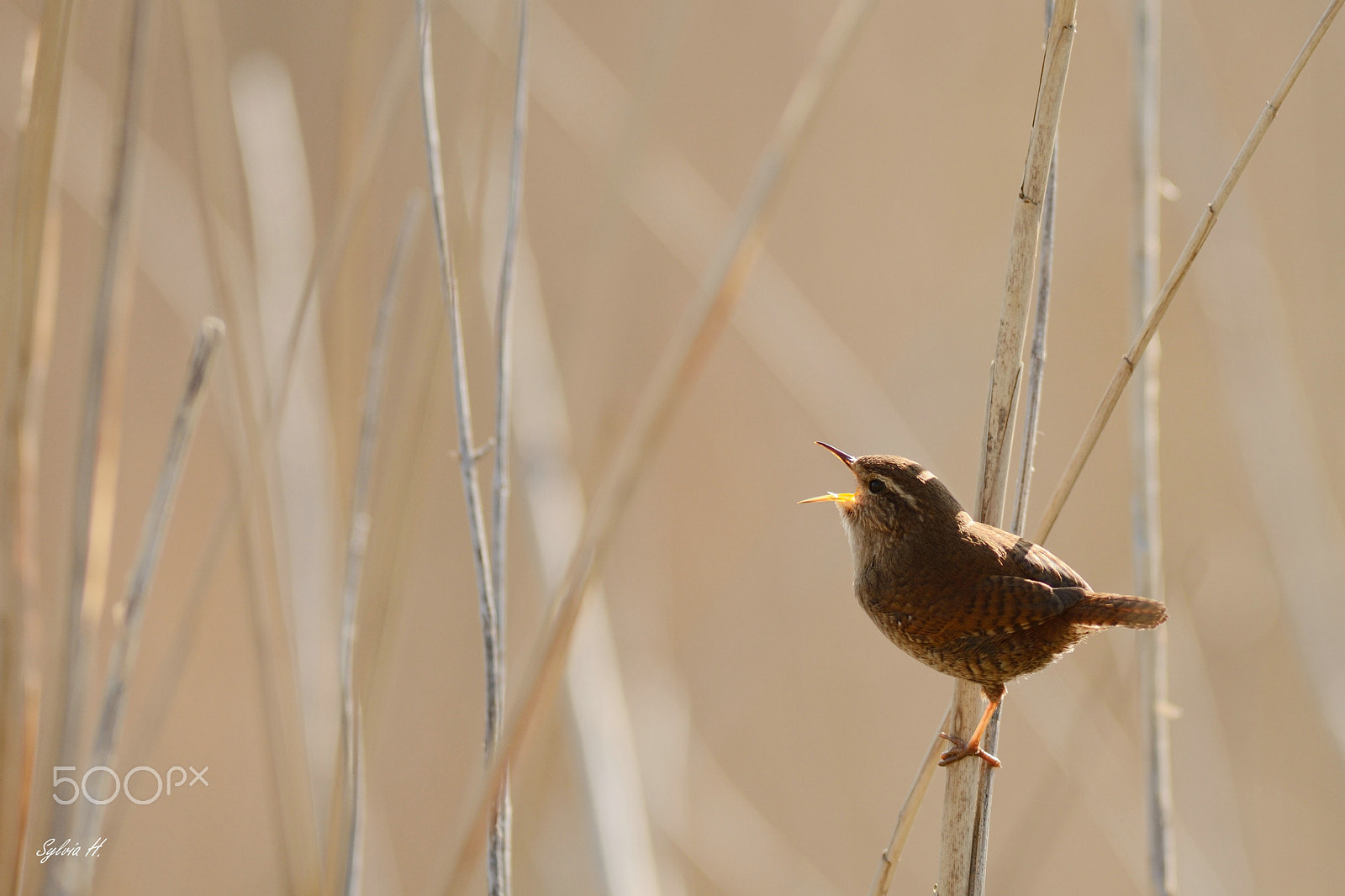 Nikon AF-S Nikkor 300mm F2.8G ED-IF VR sample photo. Singing wren photography