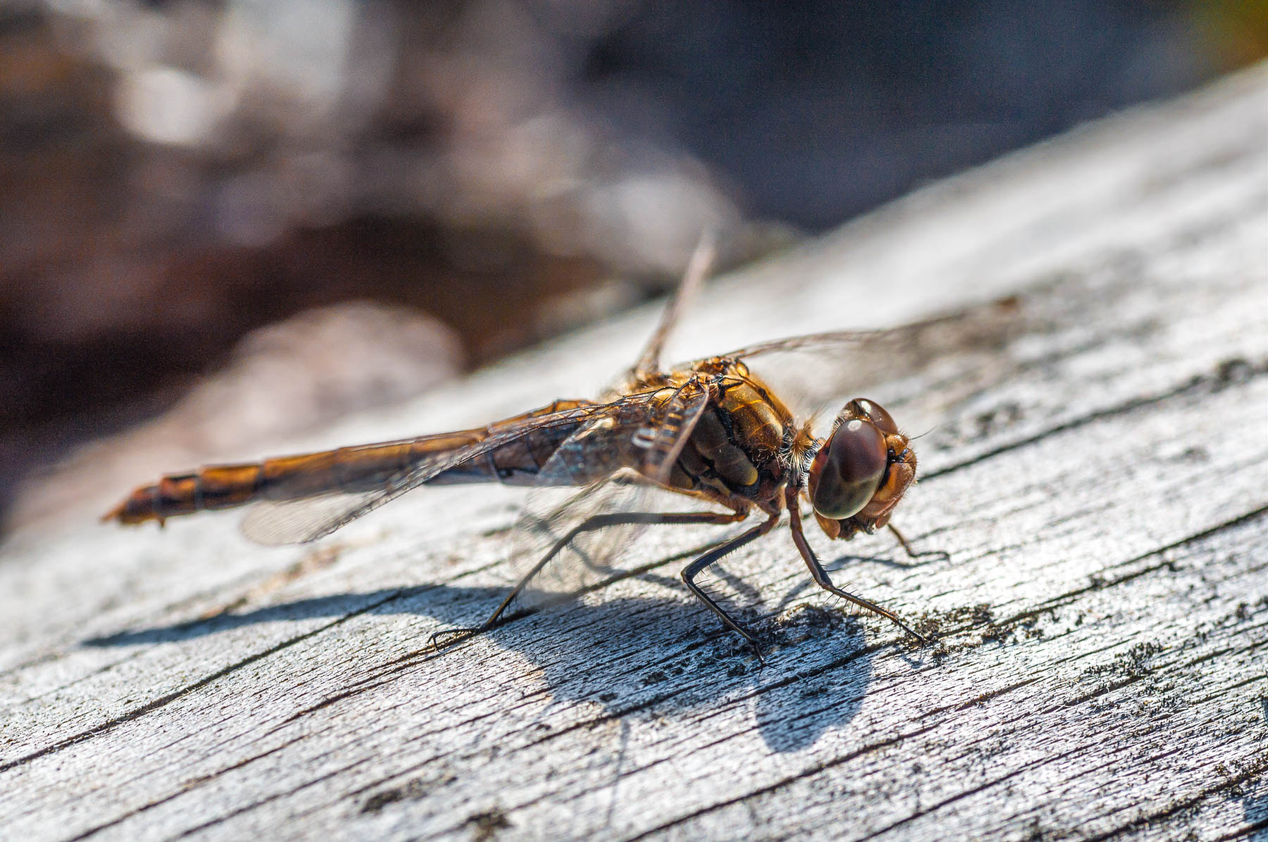 Pentax K-7 + Tamron SP AF 90mm F2.8 Di Macro sample photo. Firefly photography