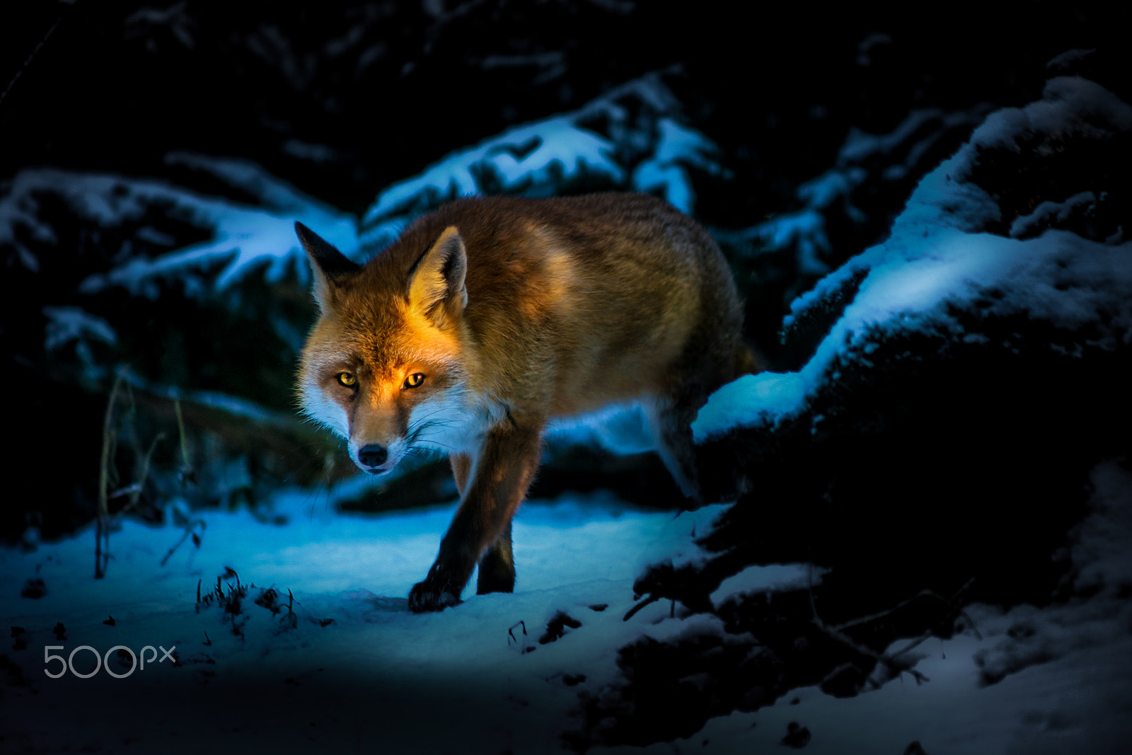 Canon EF 90-300mm F4.5-5.6 sample photo. Fox on the run photography