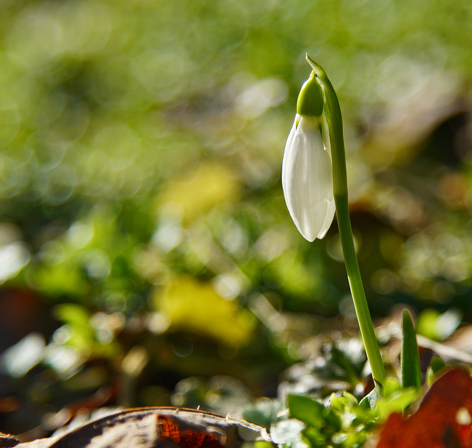 24-105mm F4 G SSM OSS sample photo. Snow drop -looking for snow photography