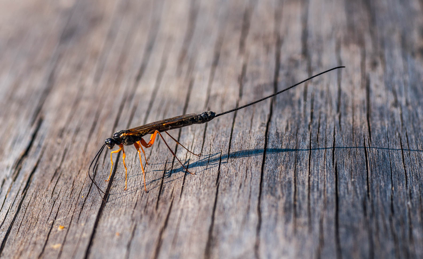 Pentax K-7 + Tamron SP AF 90mm F2.8 Di Macro sample photo. Schule photography