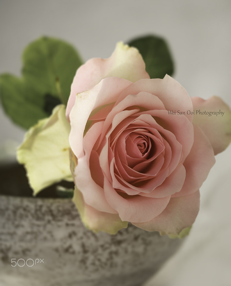 Panasonic Leica DG Macro-Elmarit 45mm F2.8 ASPH OIS sample photo. Rose 34 photography