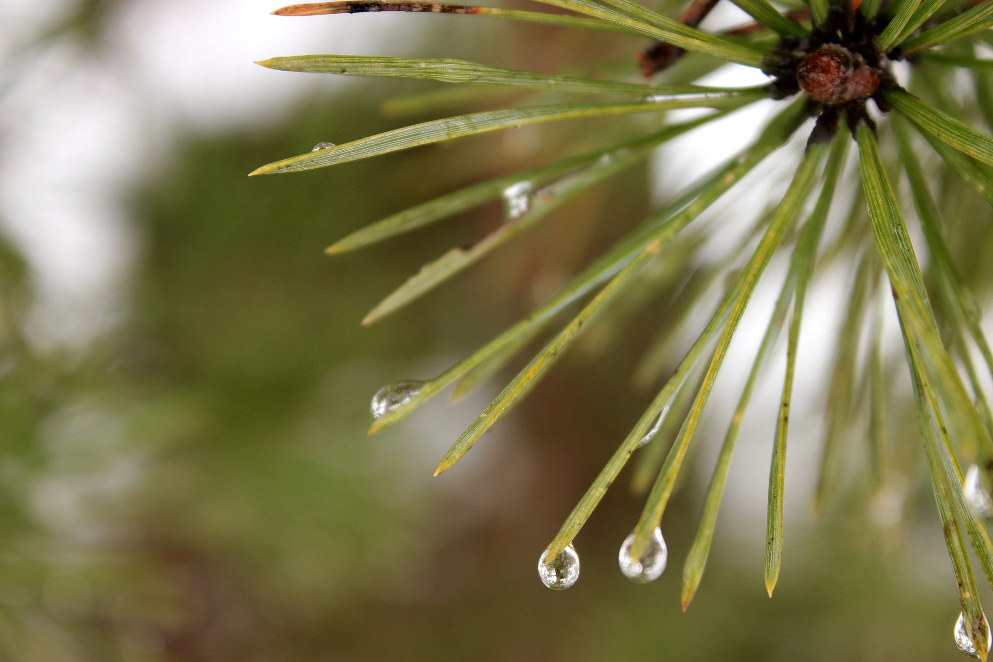 Canon EF-S 18-55mm F3.5-5.6 III sample photo. Pine and rain drops photography