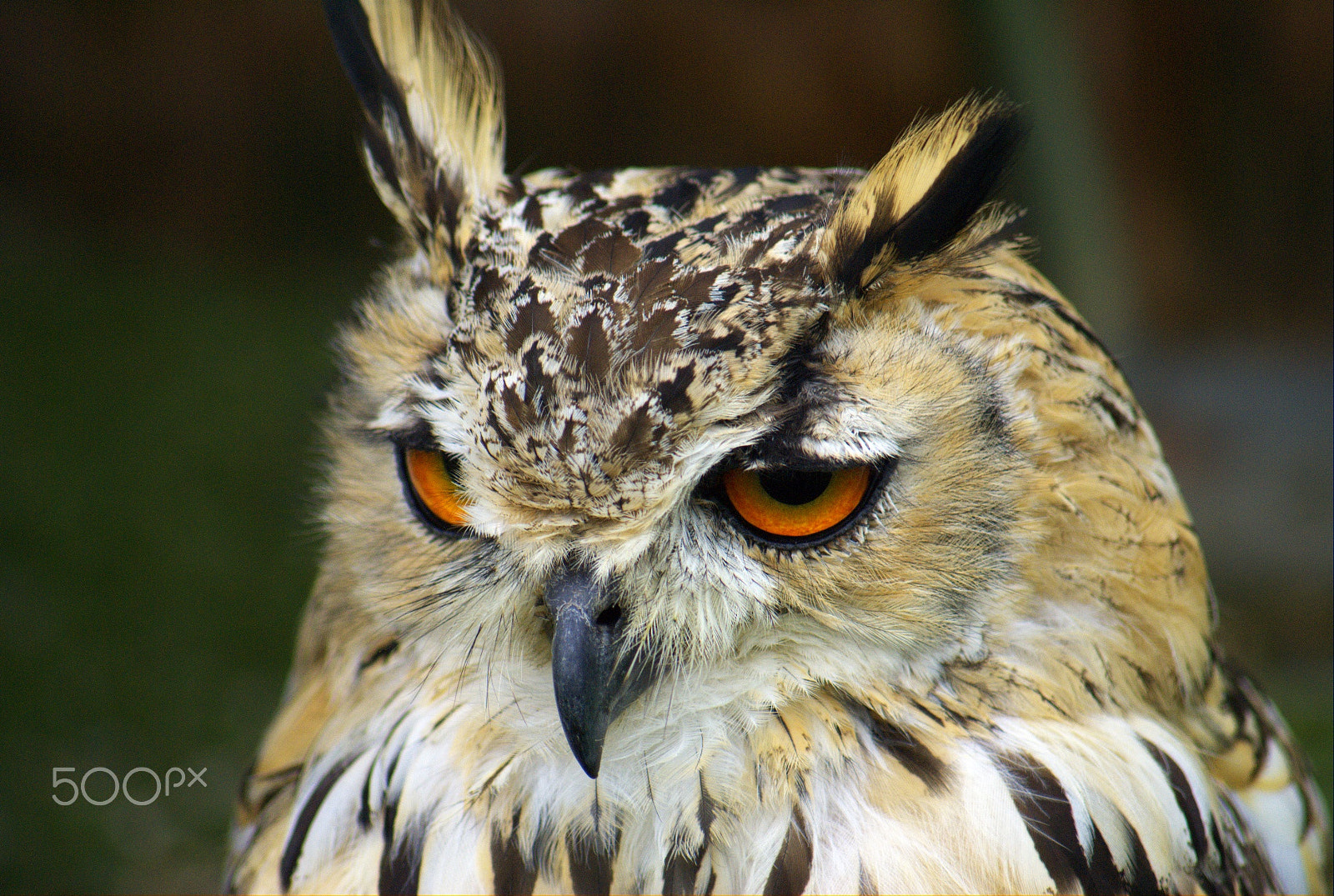Sony Alpha DSLR-A100 + Sony DT 55-200mm F4-5.6 SAM sample photo. Owl photography