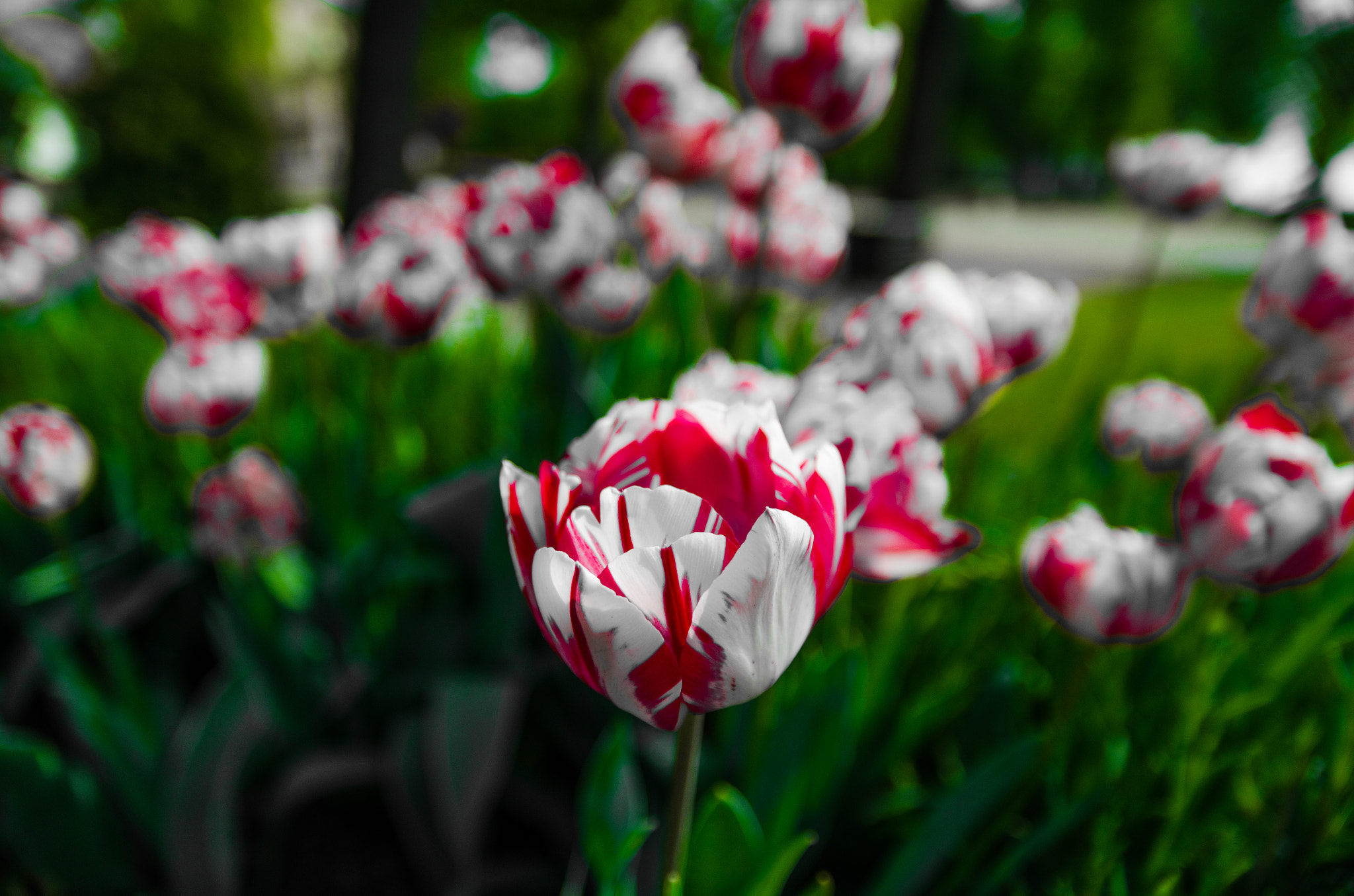 Sigma 17-70mm F2.8-4 DC Macro OS HSM | C sample photo. Tulip photography
