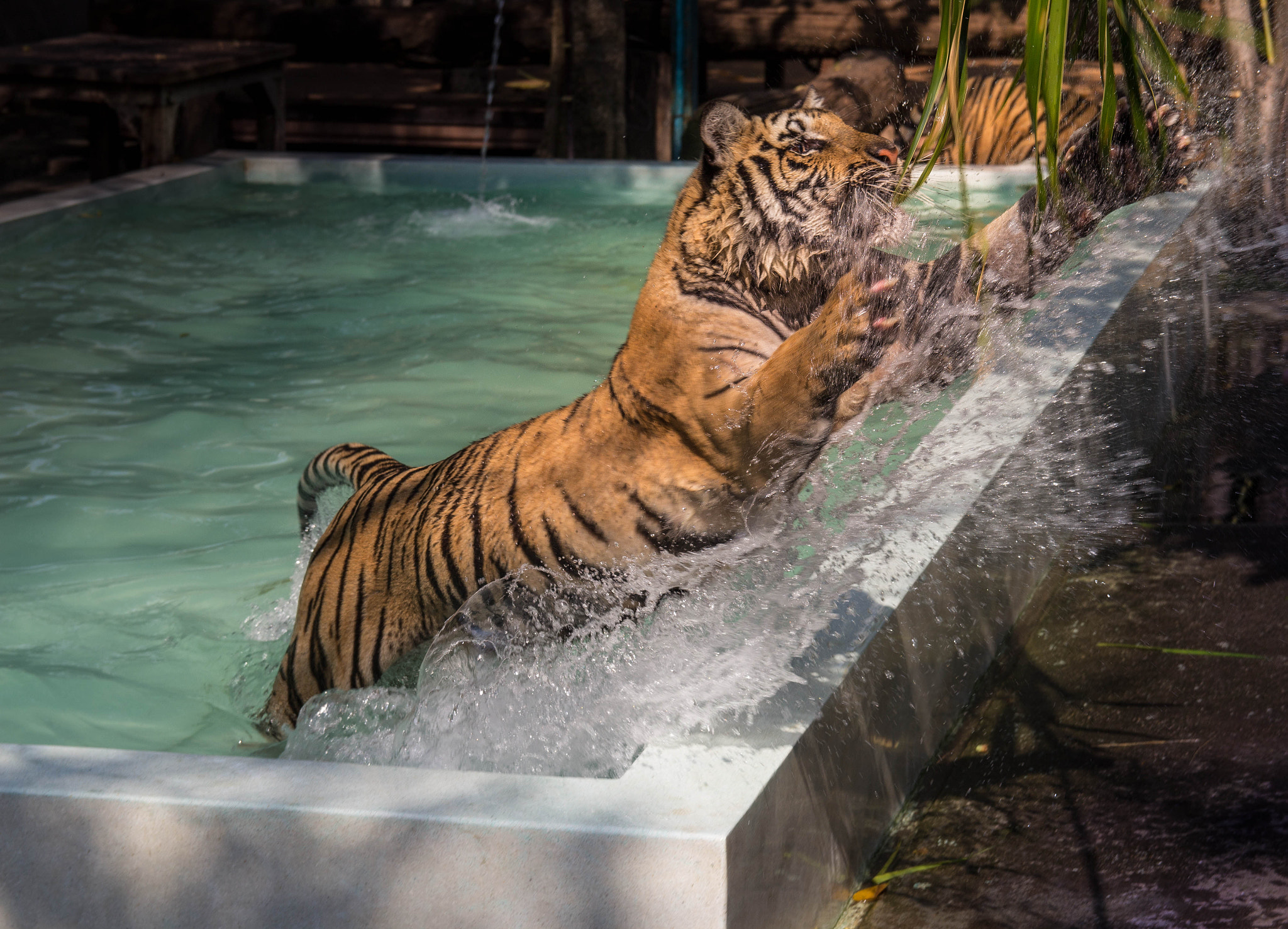 Canon EF-S 17-55mm F2.8 IS USM sample photo. The jump of the tiger photography