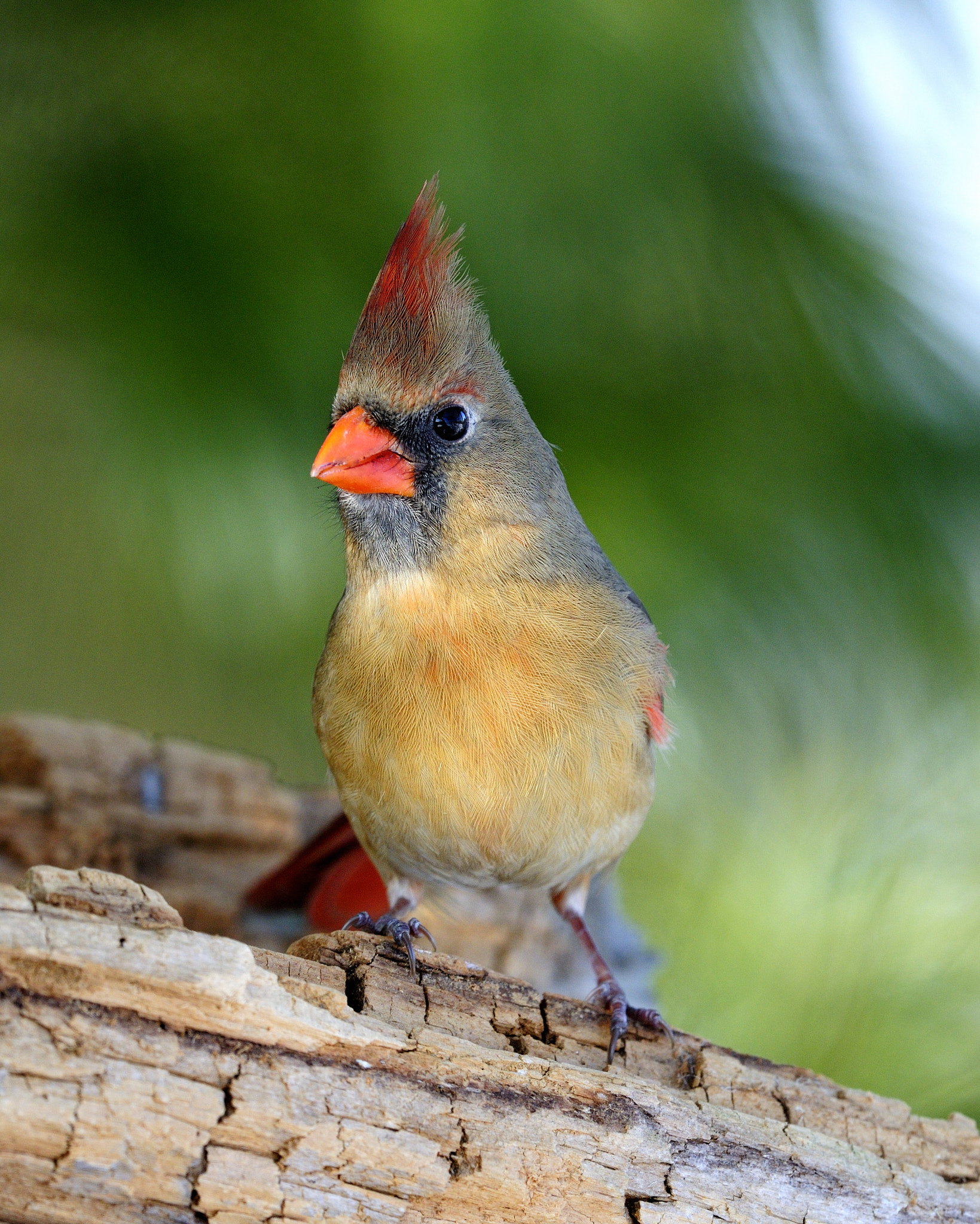 Nikon D300S + Nikon AF-S Nikkor 500mm F4G ED VR sample photo. Cardinal rouge,  northern cardinal photography