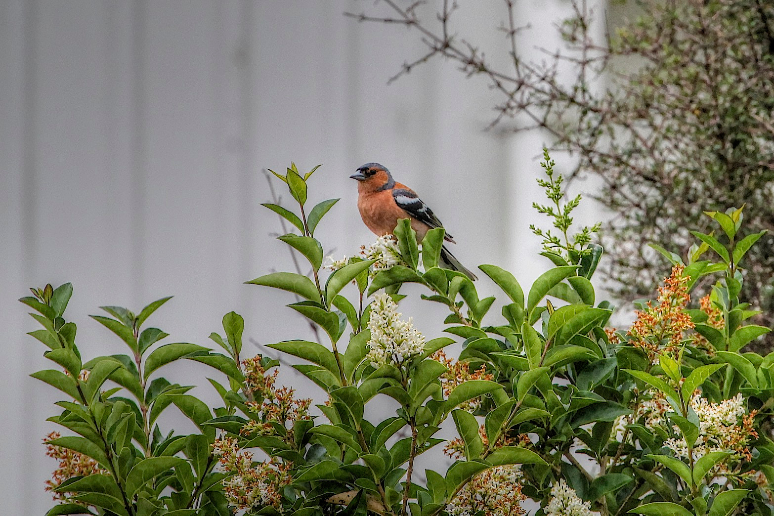 Canon EF 100-400mm F4.5-5.6L IS USM sample photo. Male chaffinch photography