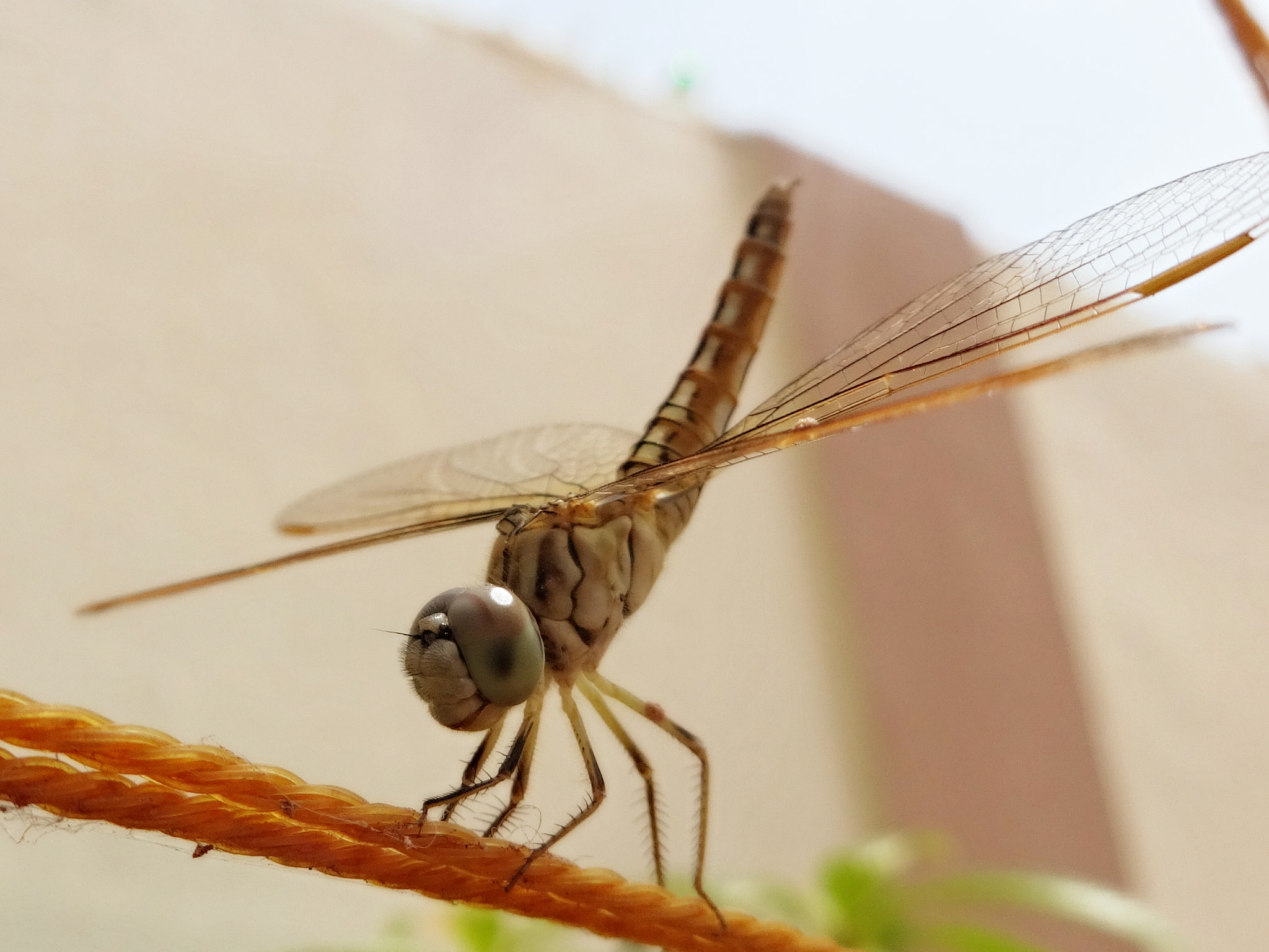 Sony DSC-WX60 sample photo. Probably looks like a copter!  photography