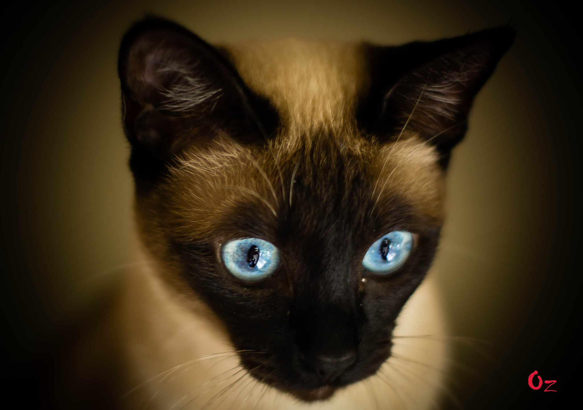 Sony SLT-A77 + Minolta AF 50mm F1.4 [New] sample photo. Blue eyes photography
