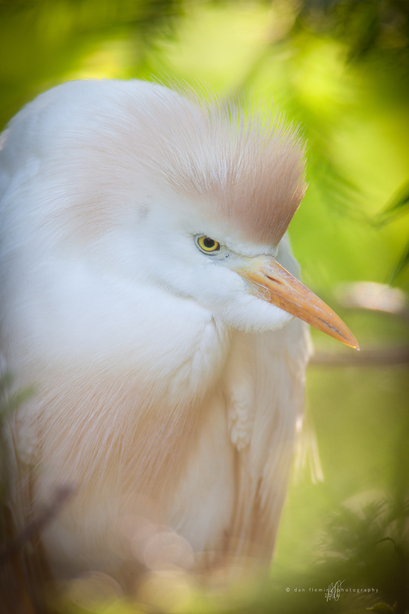 Canon EF 600mm f/4L IS sample photo. Hunkered down photography