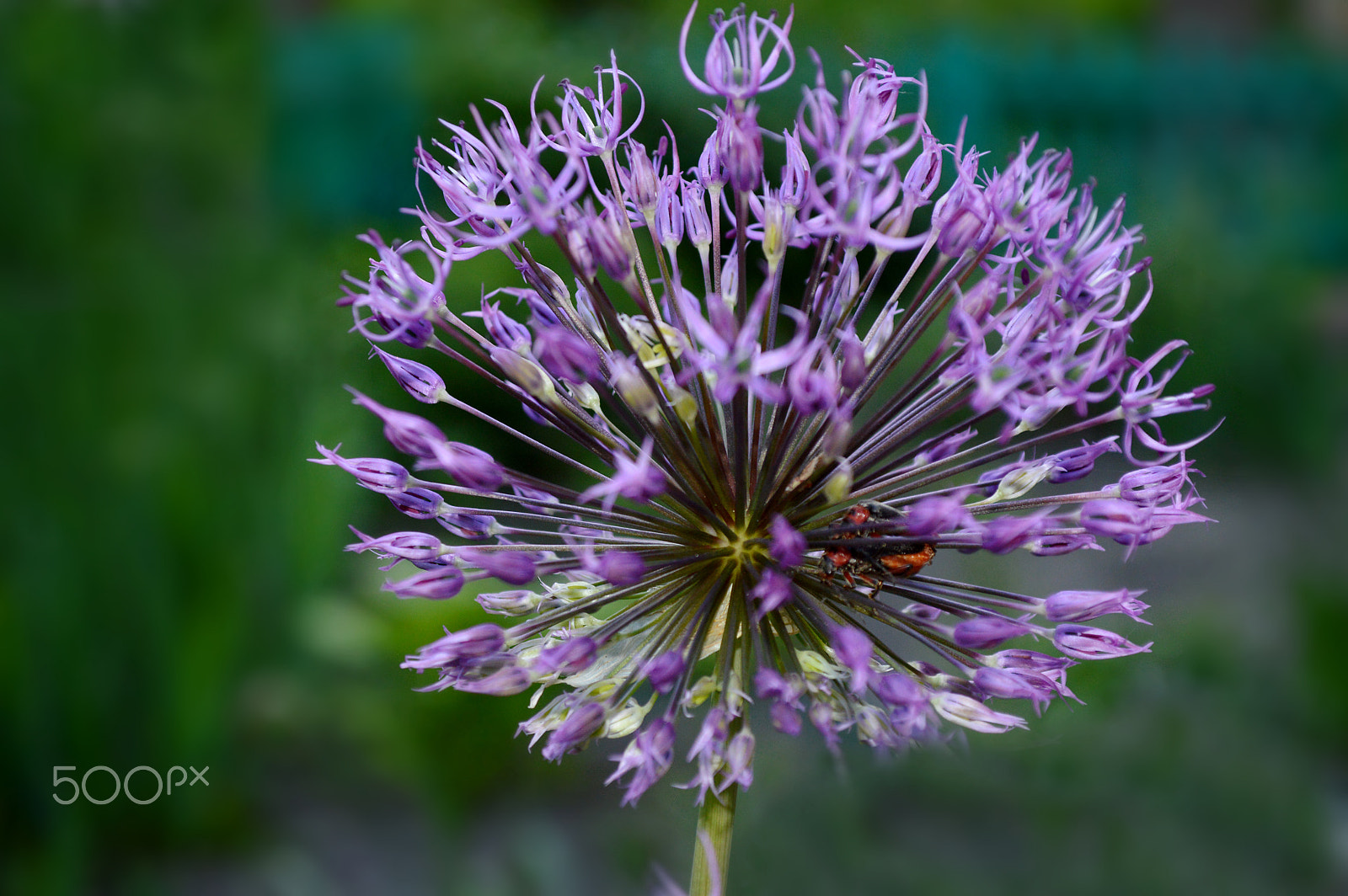 AF-S Zoom-Nikkor 80-200mm f/2.8D IF-ED sample photo. Love of two bugs inside the flower :) photography