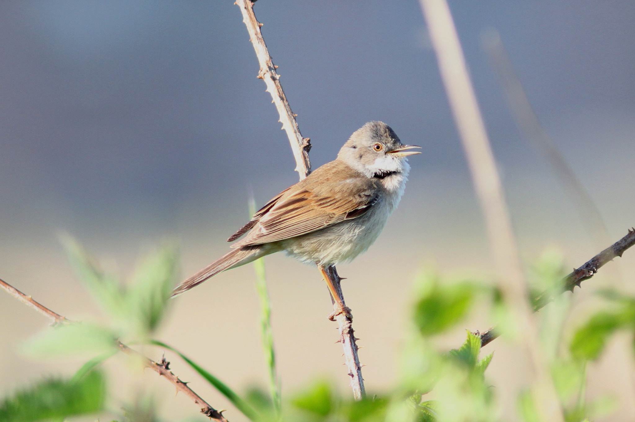 Canon EF 300mm F4L IS USM sample photo. Whitethroat photography