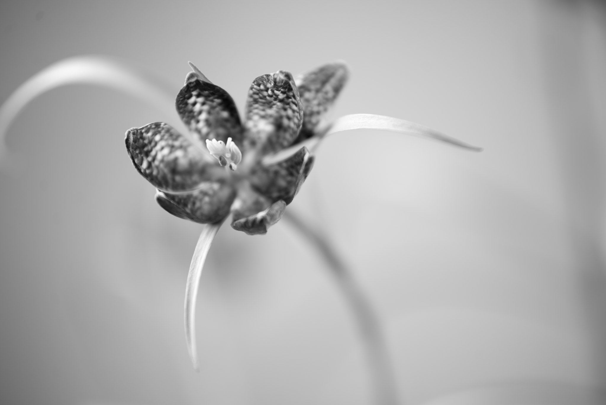 Sigma 70-200mm F2.8 EX DG Macro HSM II sample photo. Flower photography