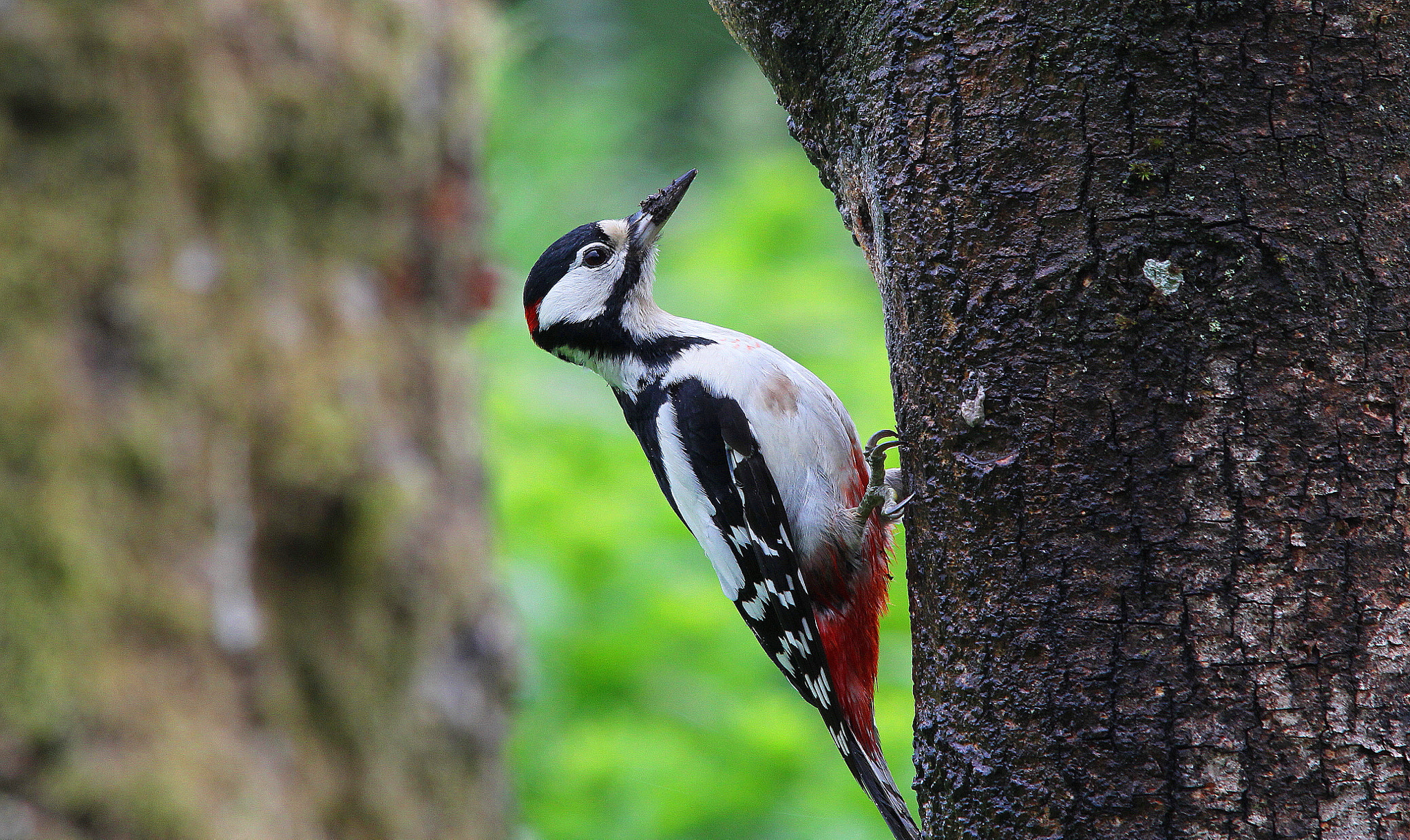 Canon 150-500mm sample photo. Great spotted woodpecker photography