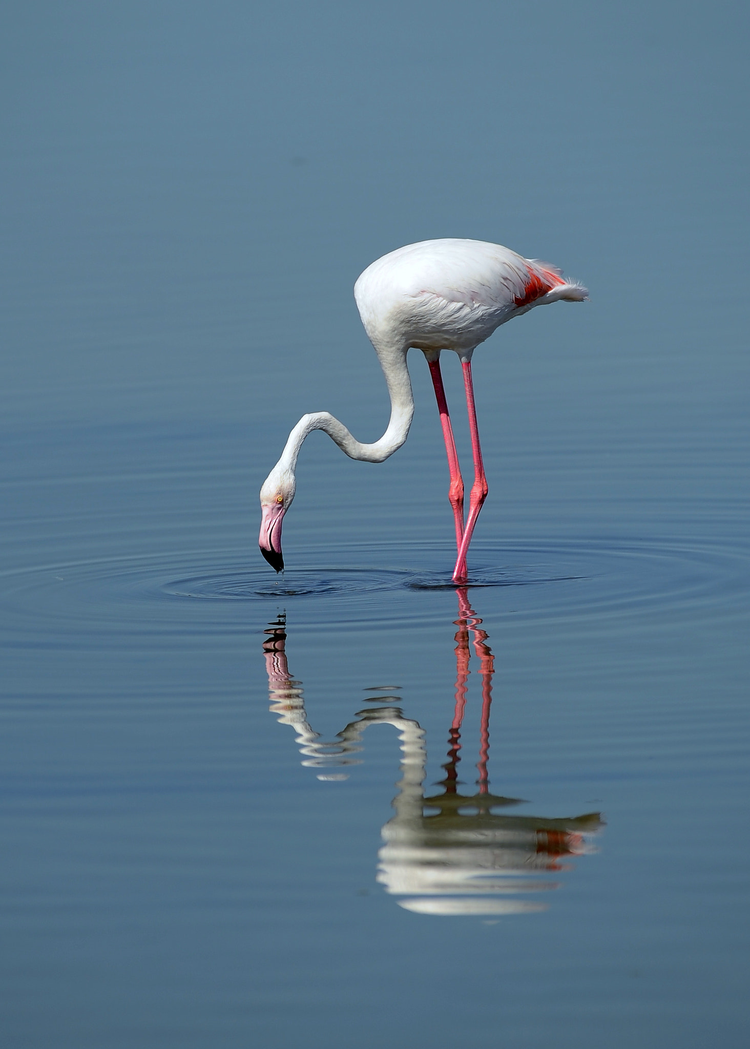 Nikon AF-S Nikkor 300mm F2.8G ED VR II sample photo. Flamingo photography