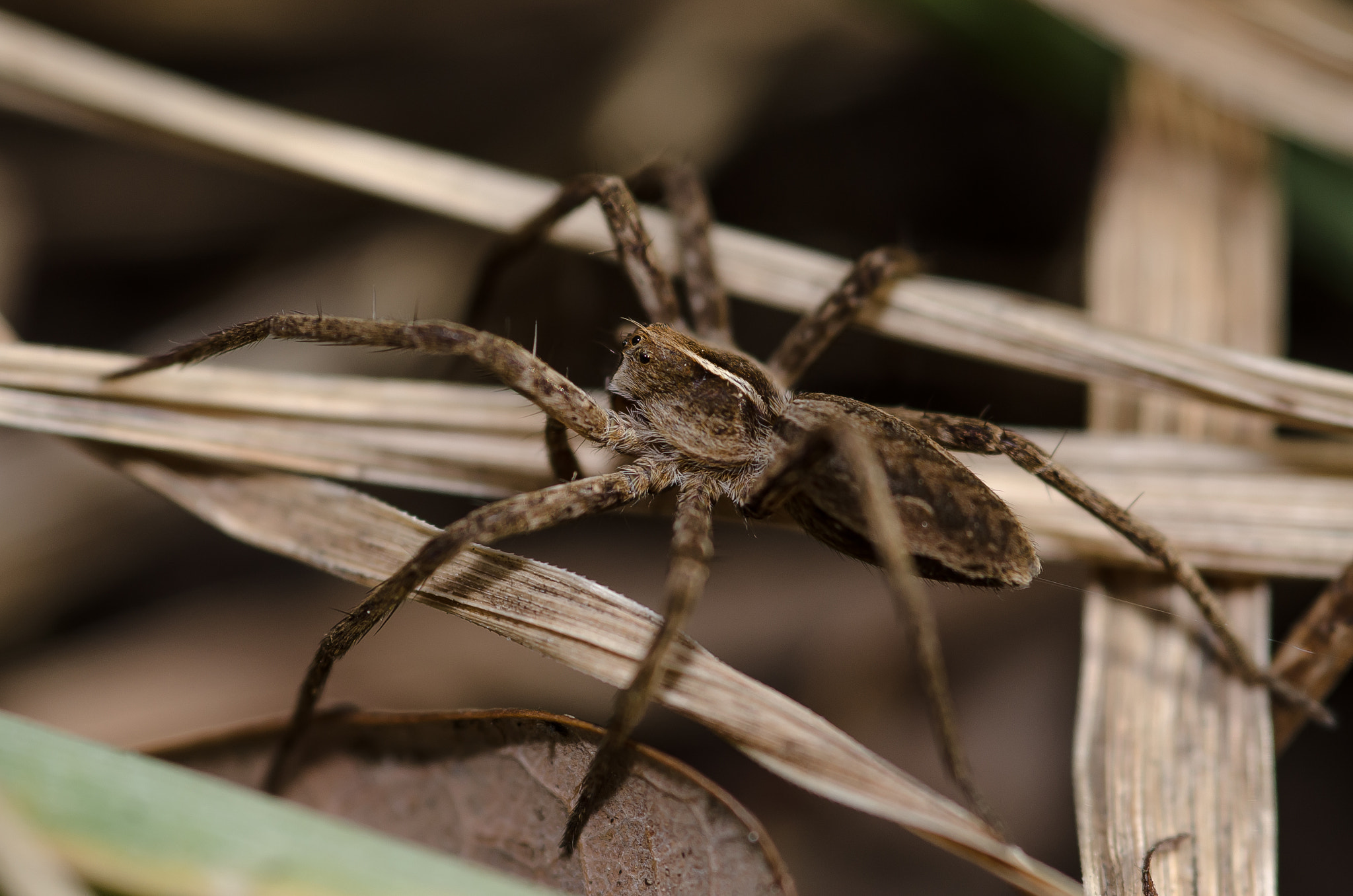 Nikon D7000 + Sigma 105mm F2.8 EX DG Macro sample photo. Spider 2 photography