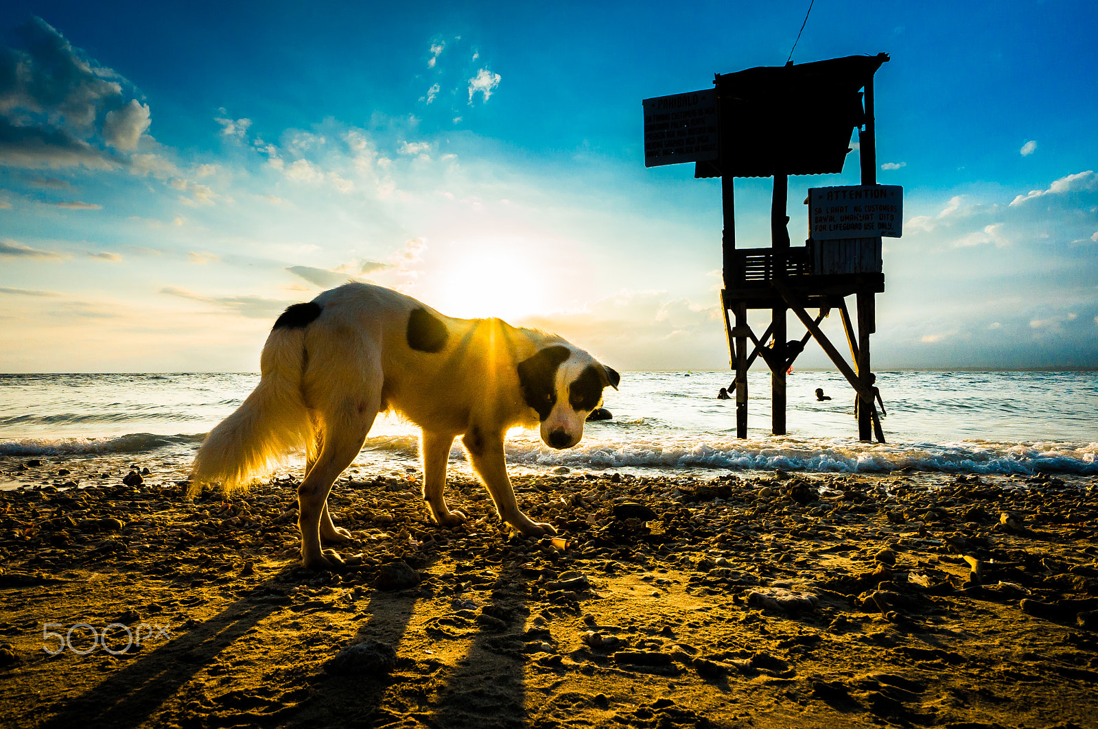 Sony Alpha NEX-6 + Sony E 10-18mm F4 OSS sample photo. Dog day afternoon photography