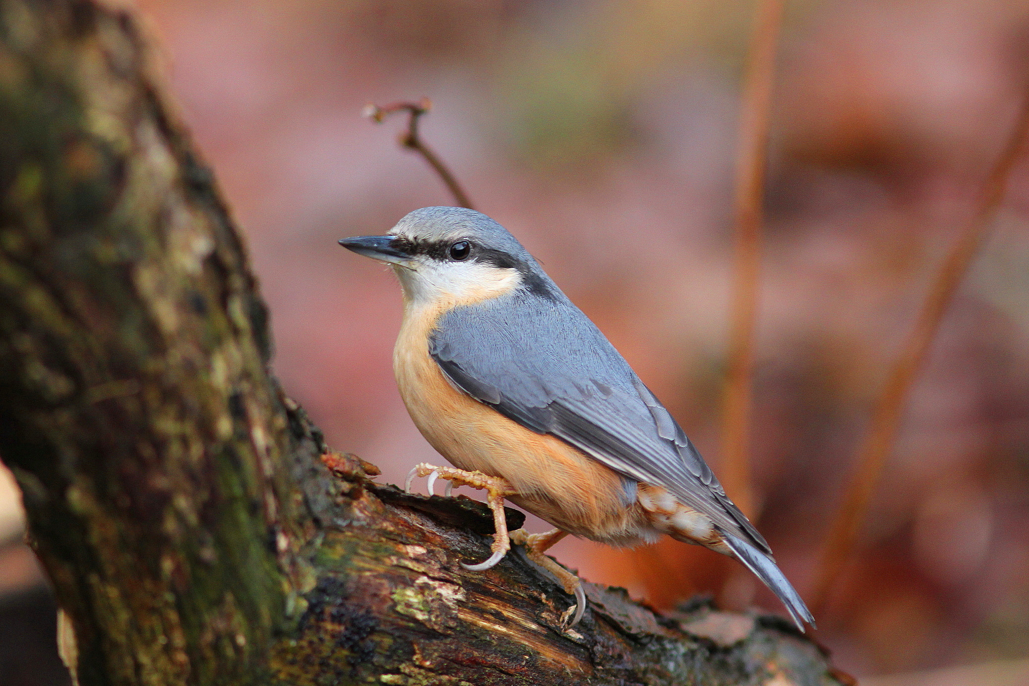Canon EF 300mm F4L IS USM sample photo. Nuthatch photography