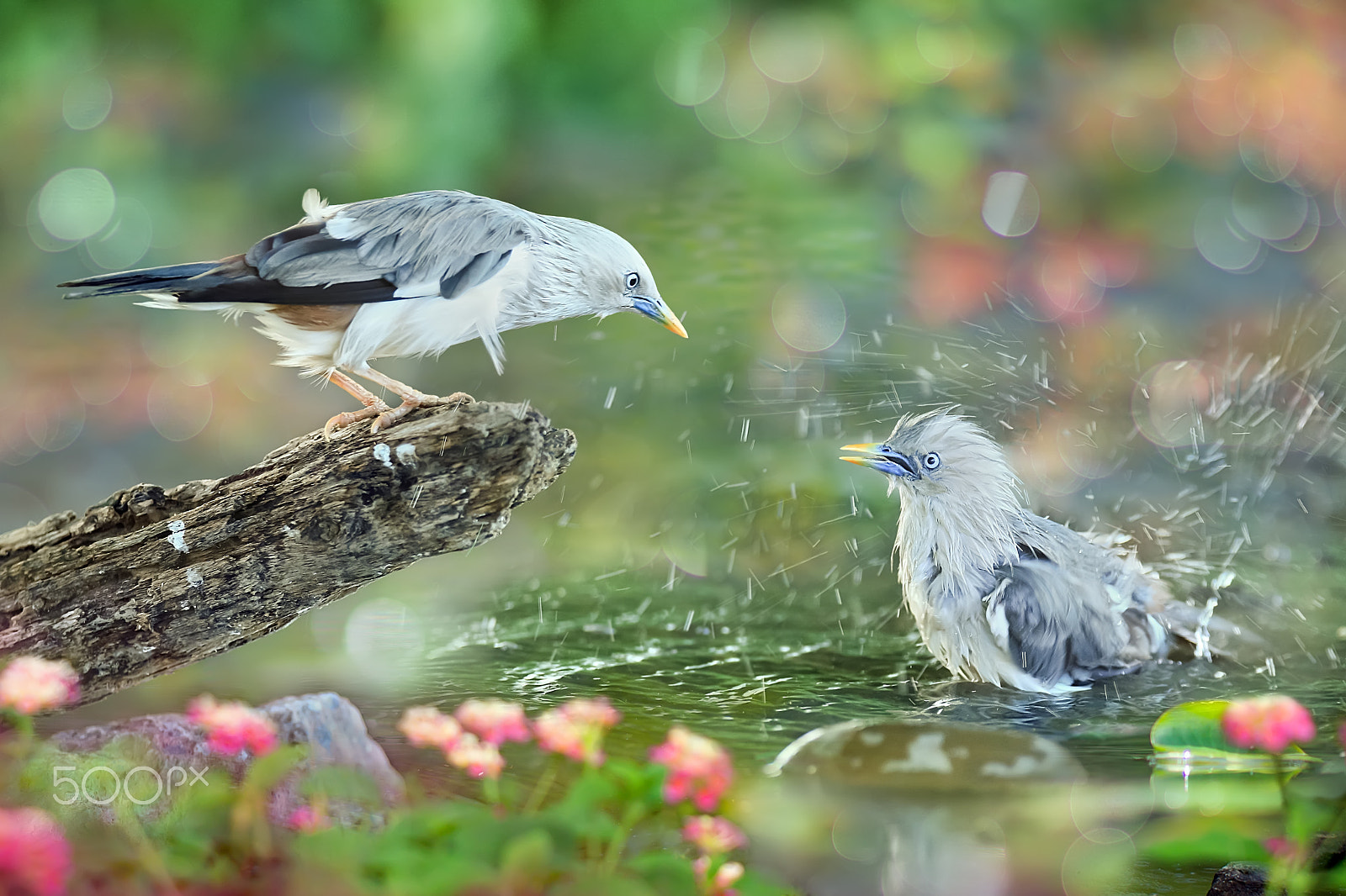 Canon EF 300mm F2.8L IS USM sample photo. Bath time photography