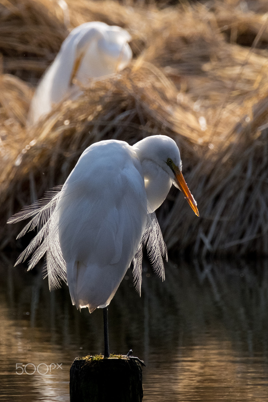 XF100-400mmF4.5-5.6 R LM OIS WR + 1.4x sample photo. Egrets in twilight photography