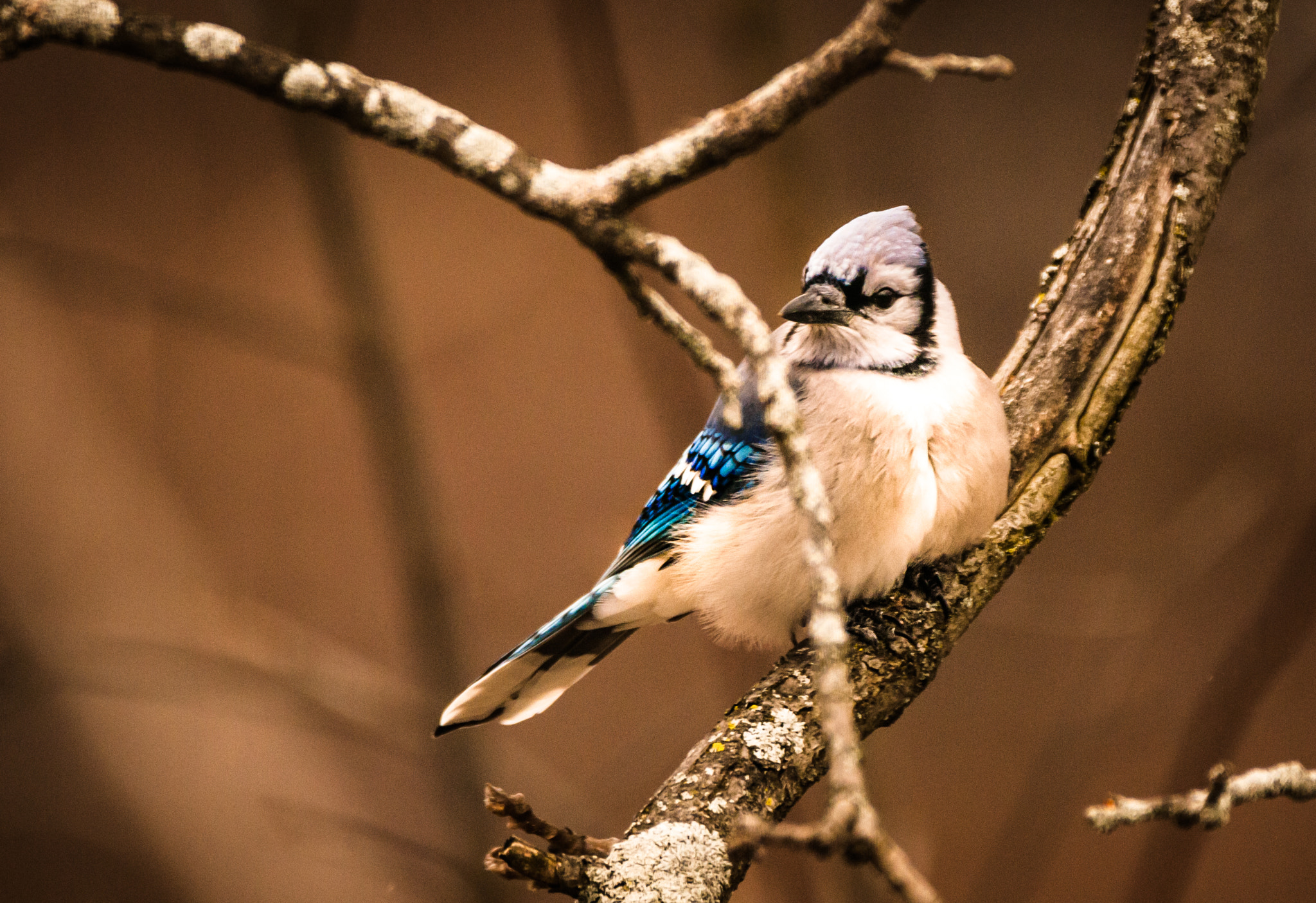Sigma 150-600mm F5-6.3 DG OS HSM | C sample photo. Jay photography