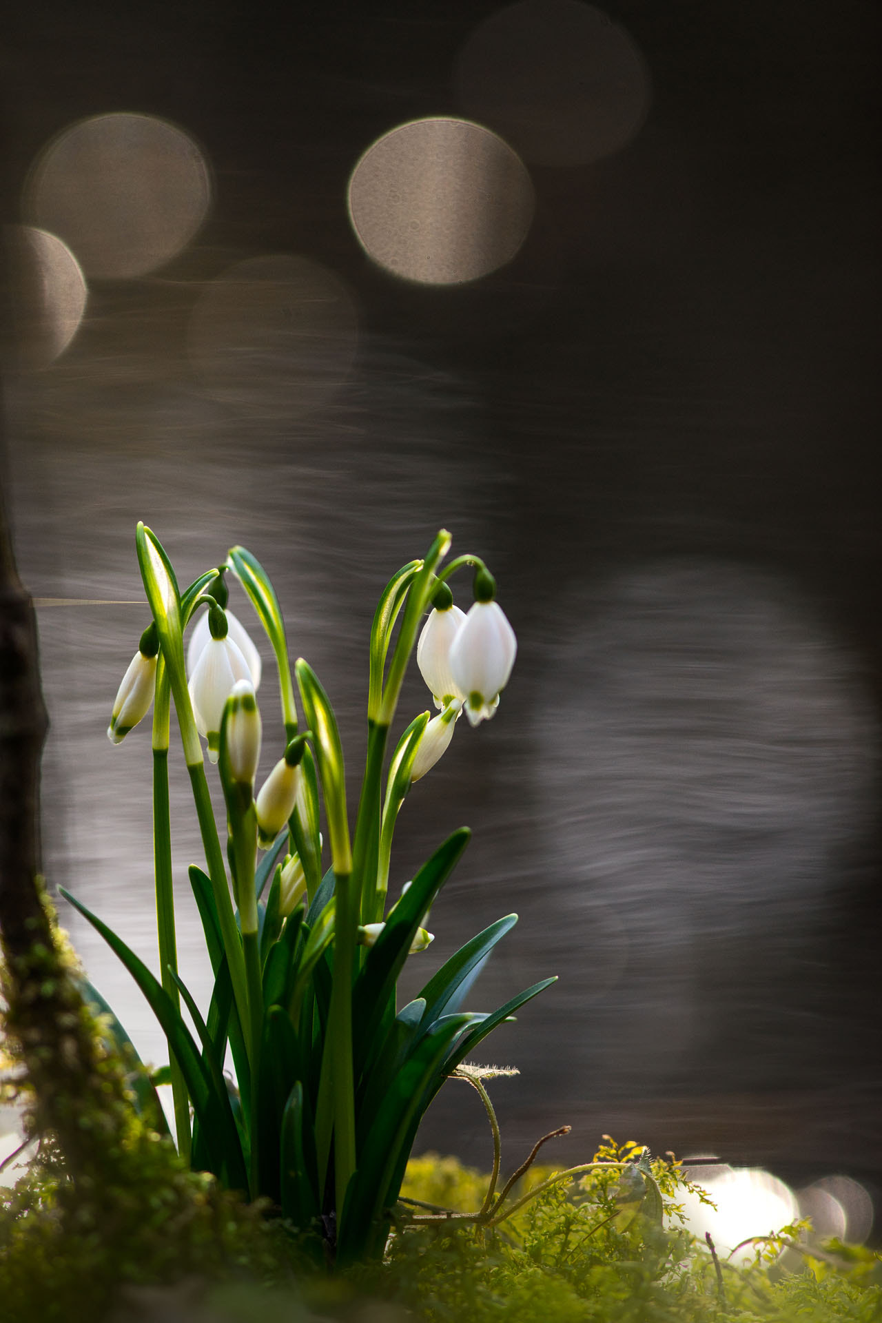 Sony a7R + Minolta AF 28-85mm F3.5-4.5 New sample photo. Signs of spring photography