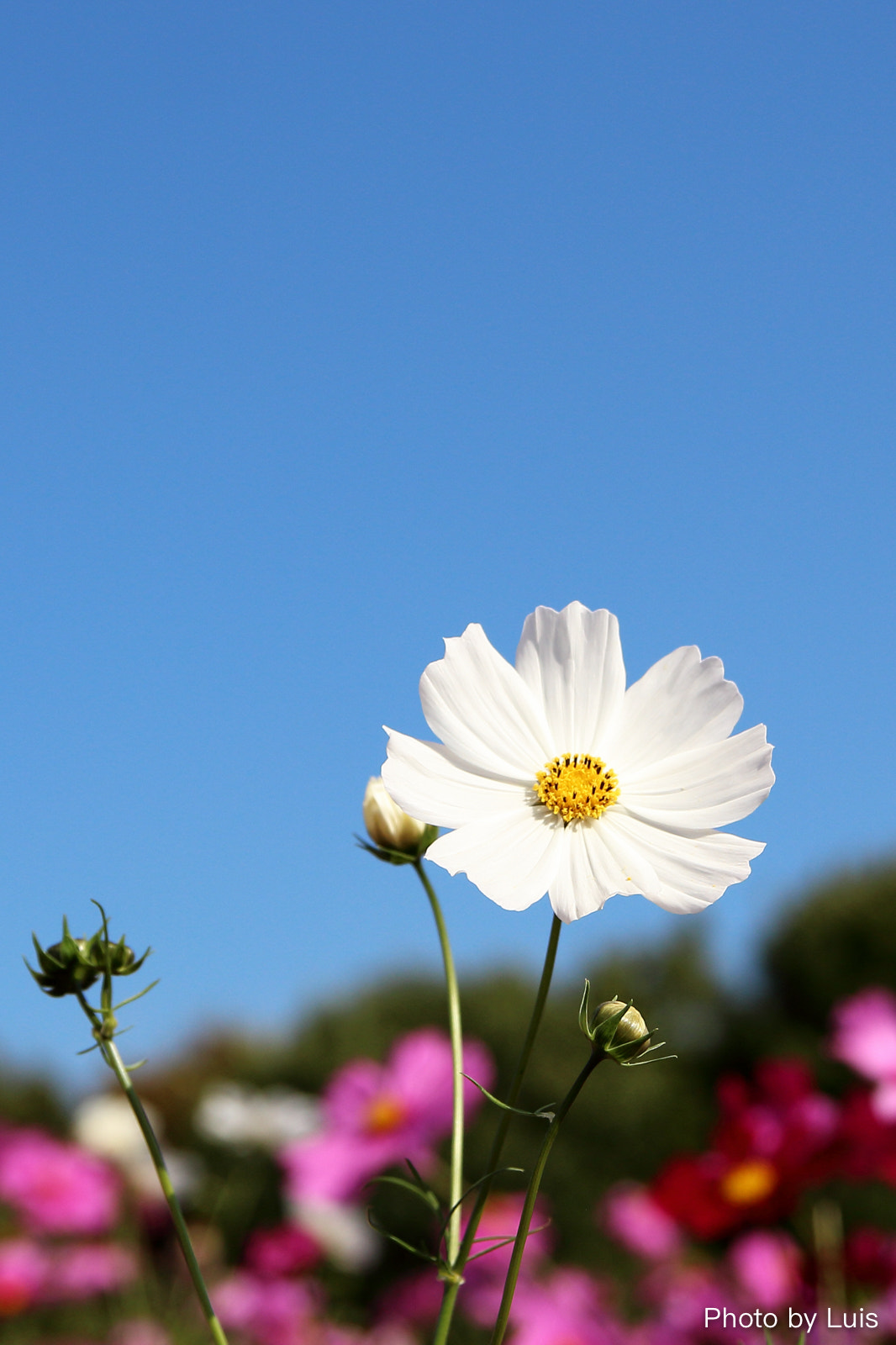 Canon EOS 600D (Rebel EOS T3i / EOS Kiss X5) sample photo. 格桑花 photography