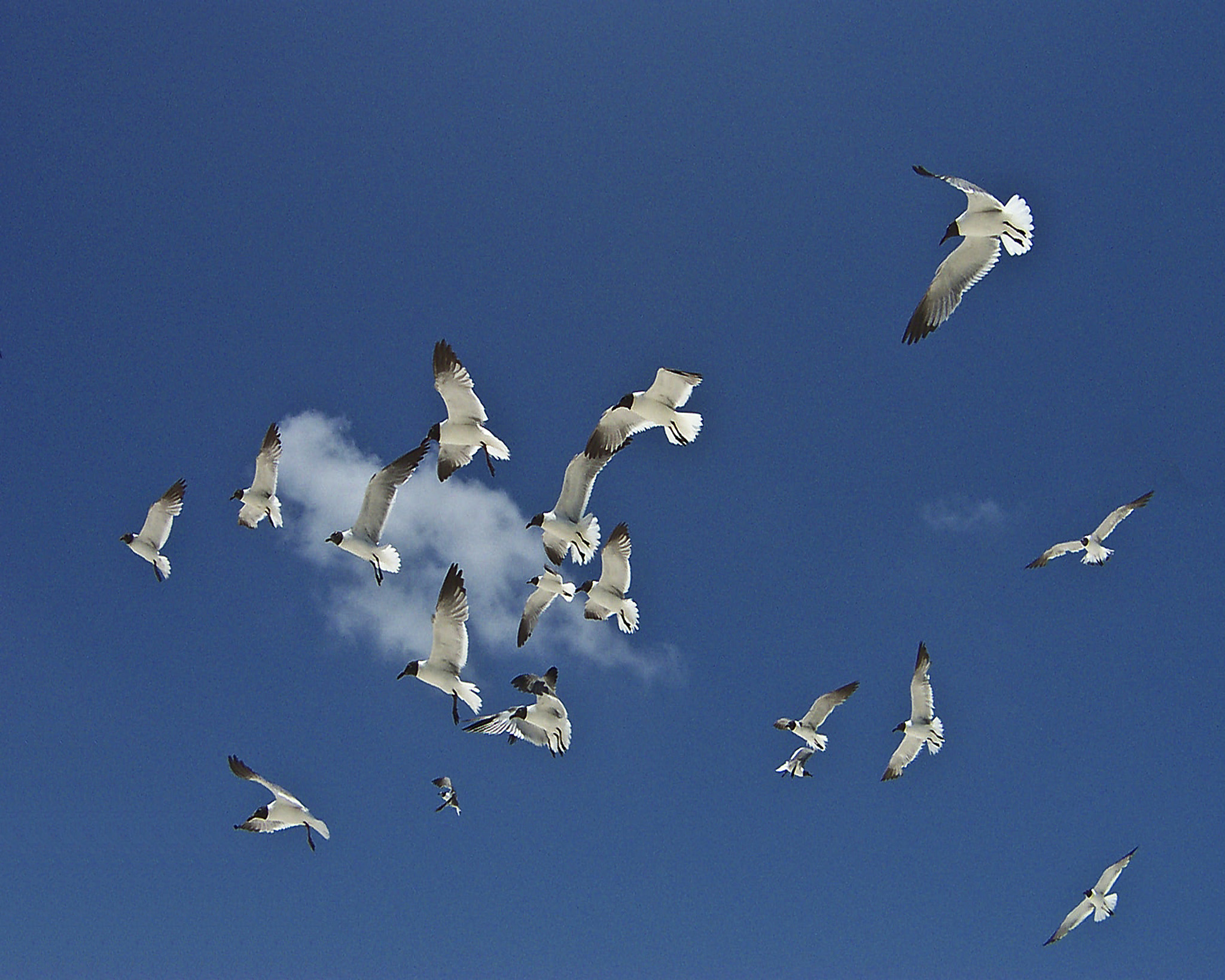Kodak DX3600 DIGITAL CAMERA sample photo. Gulf shores gulls photography