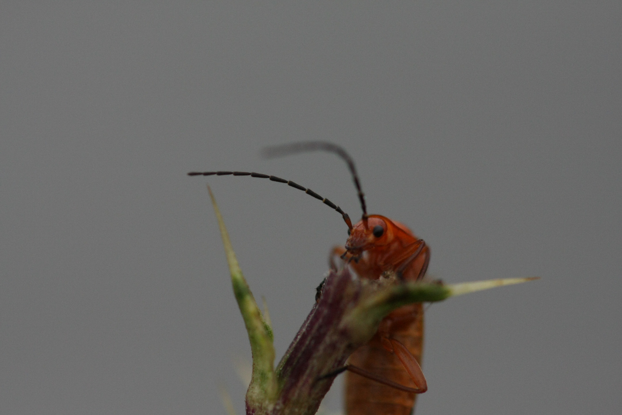 Sigma 105mm F2.8 EX DG OS HSM sample photo. Img photography