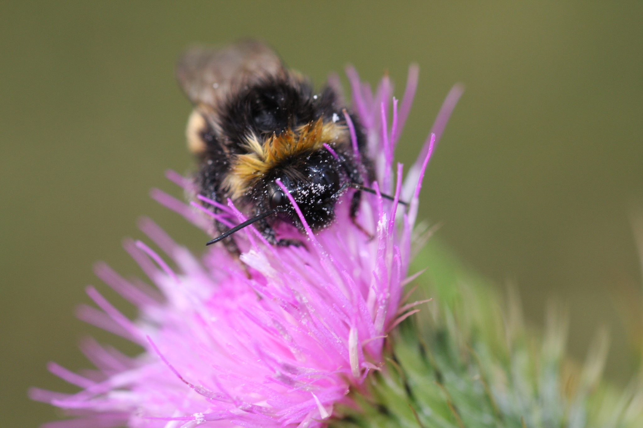 Sigma 105mm F2.8 EX DG OS HSM sample photo. Img photography
