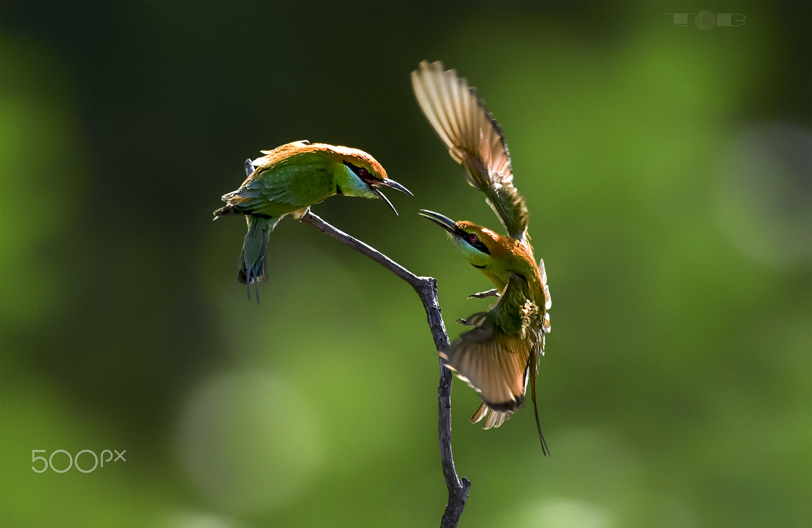 Nikon AF-S Nikkor 600mm F4D ED-IF II sample photo