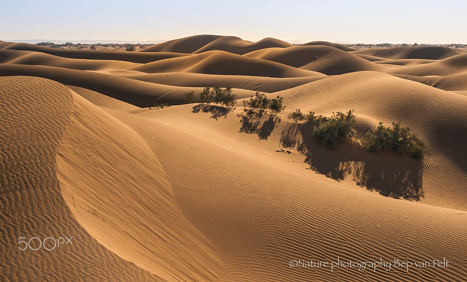 Pentax *ist DL + Sigma sample photo. Acacia's trying to survive between sand-dunes photography