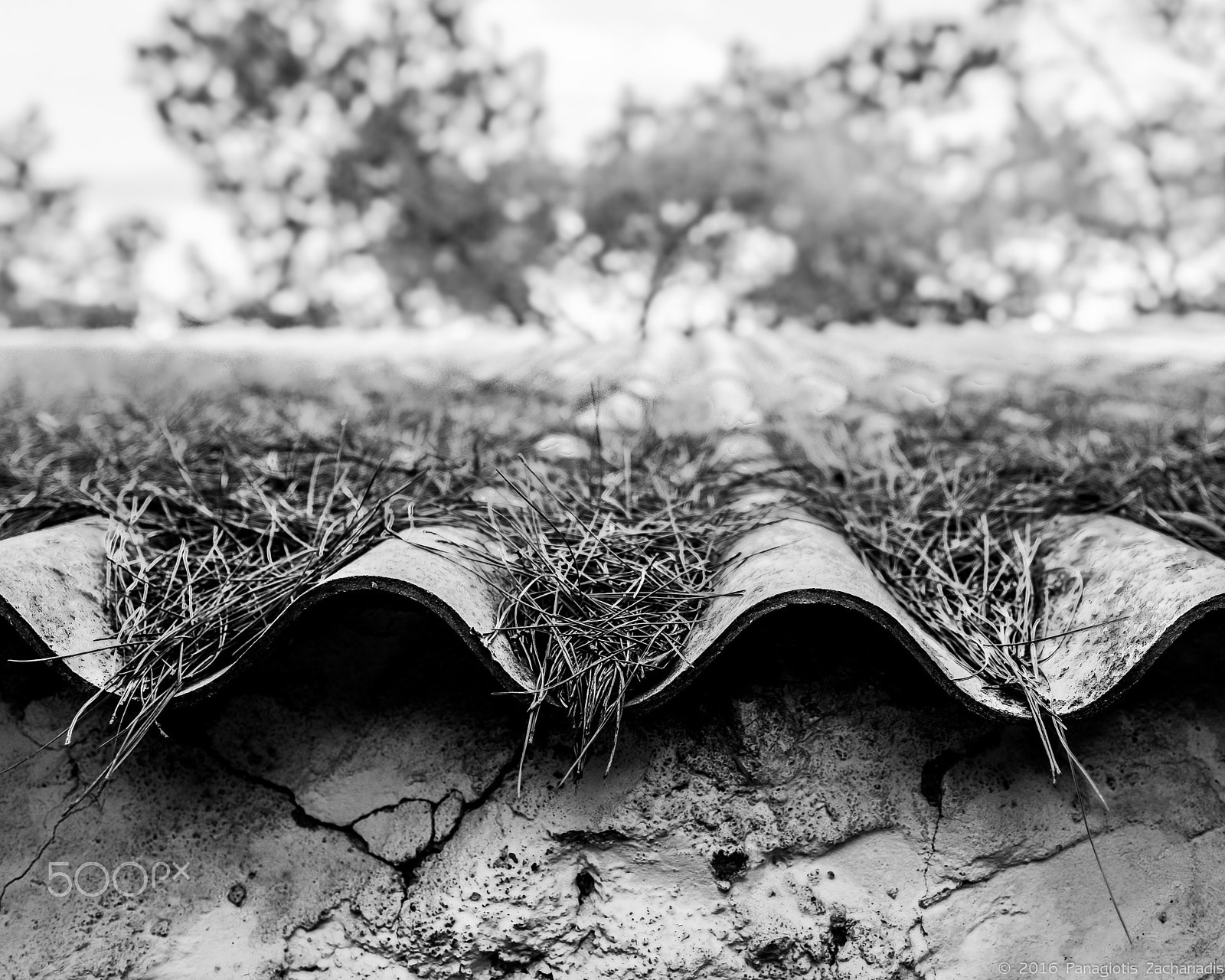 Fujifilm X-E2 + Fujifilm XF 16mm F1.4 R WR sample photo. Leaves on a roof photography