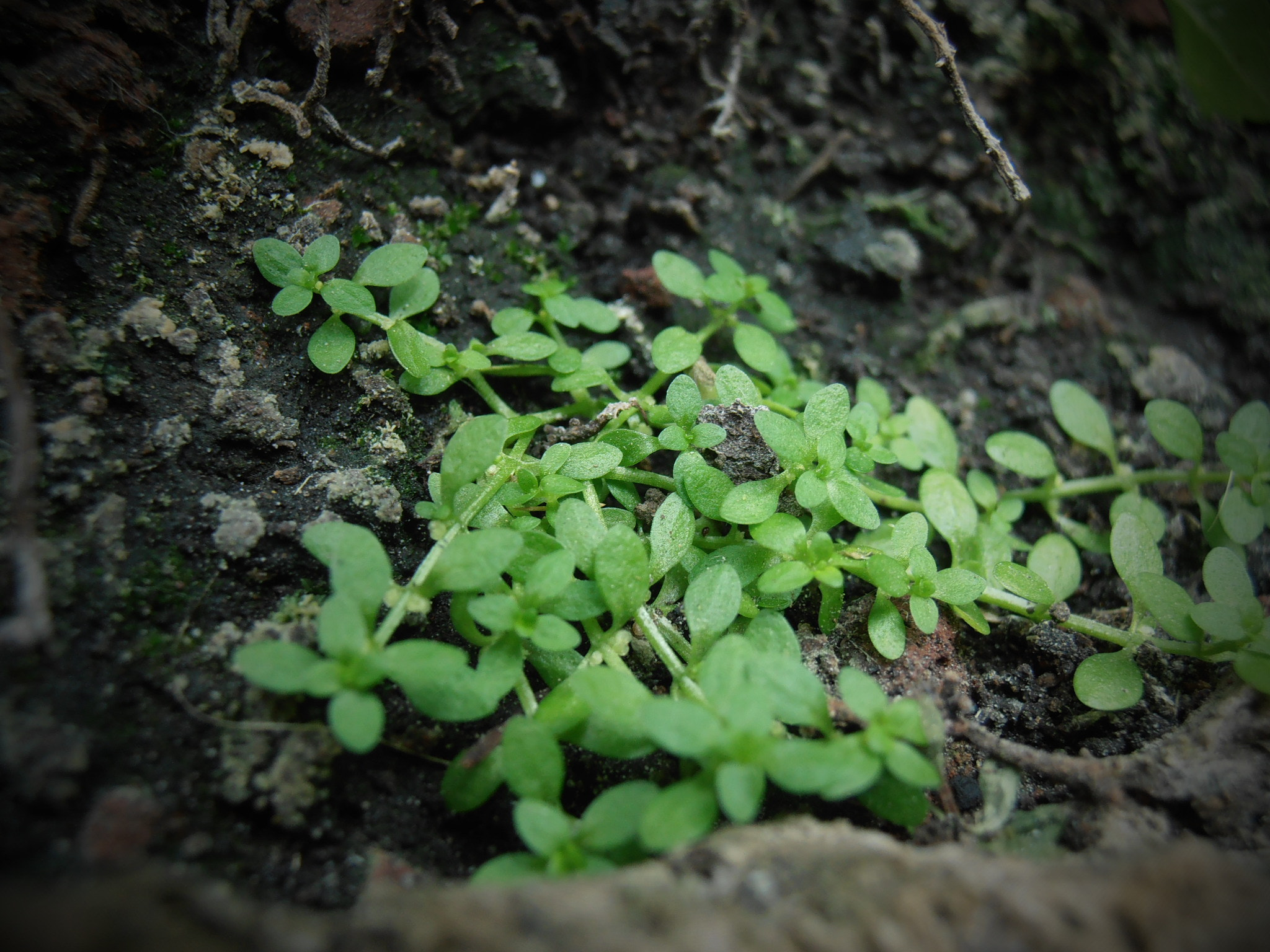 Olympus VR325,VR320,D725 sample photo. Evergreen photography