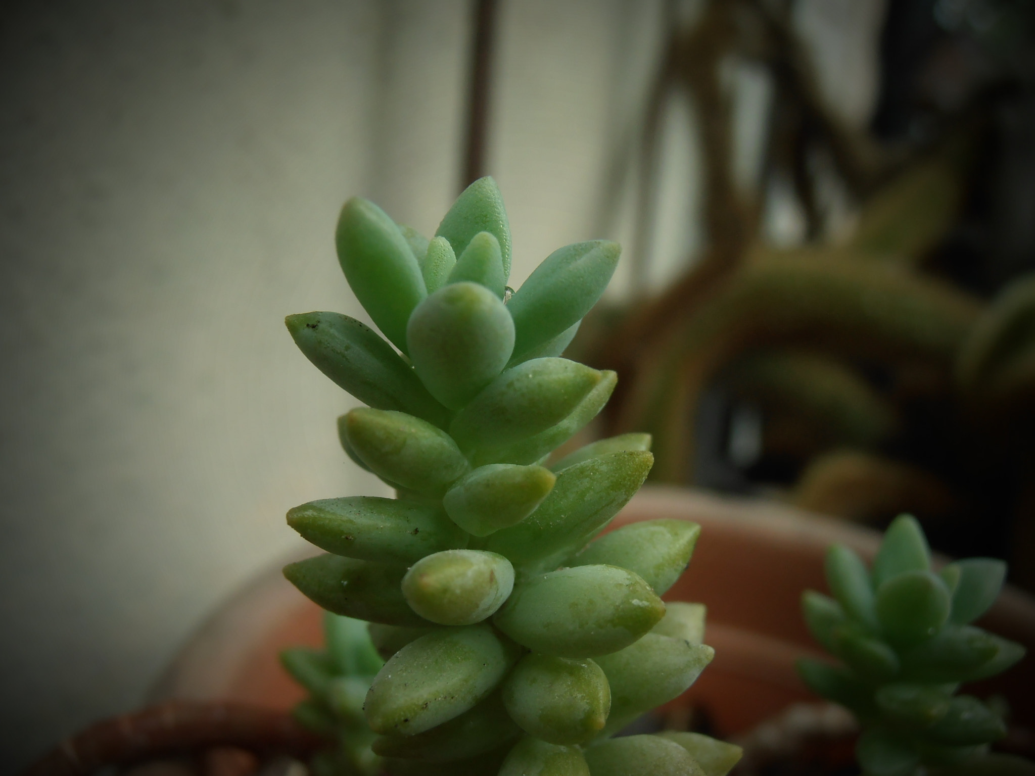 Olympus VR325,VR320,D725 sample photo. Cactus photography