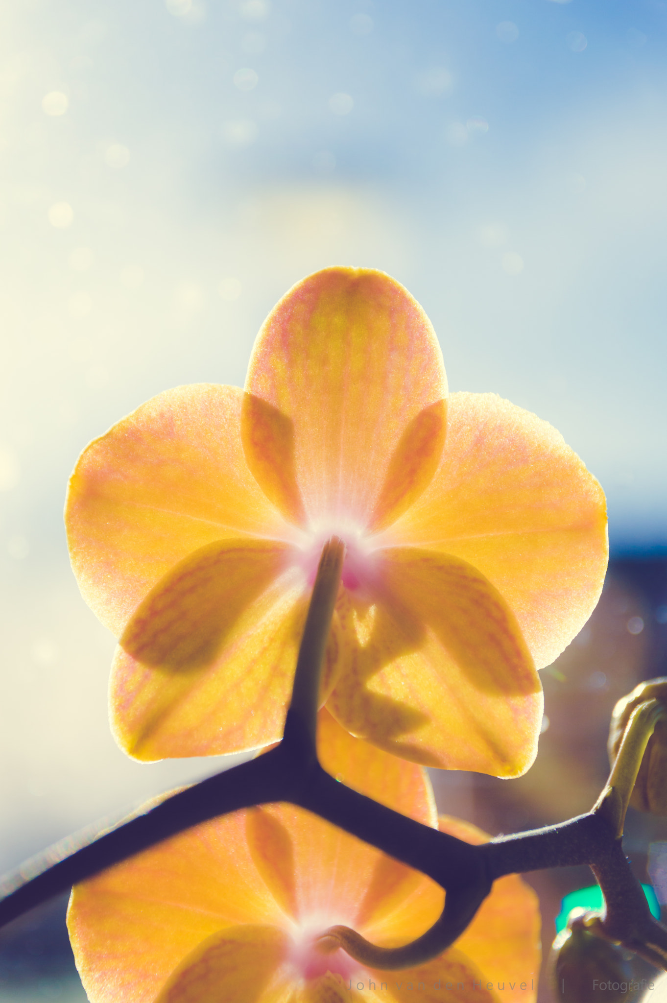 Sigma 17-70mm F2.8-4 DC Macro OS HSM | C sample photo. Sunny orchid photography